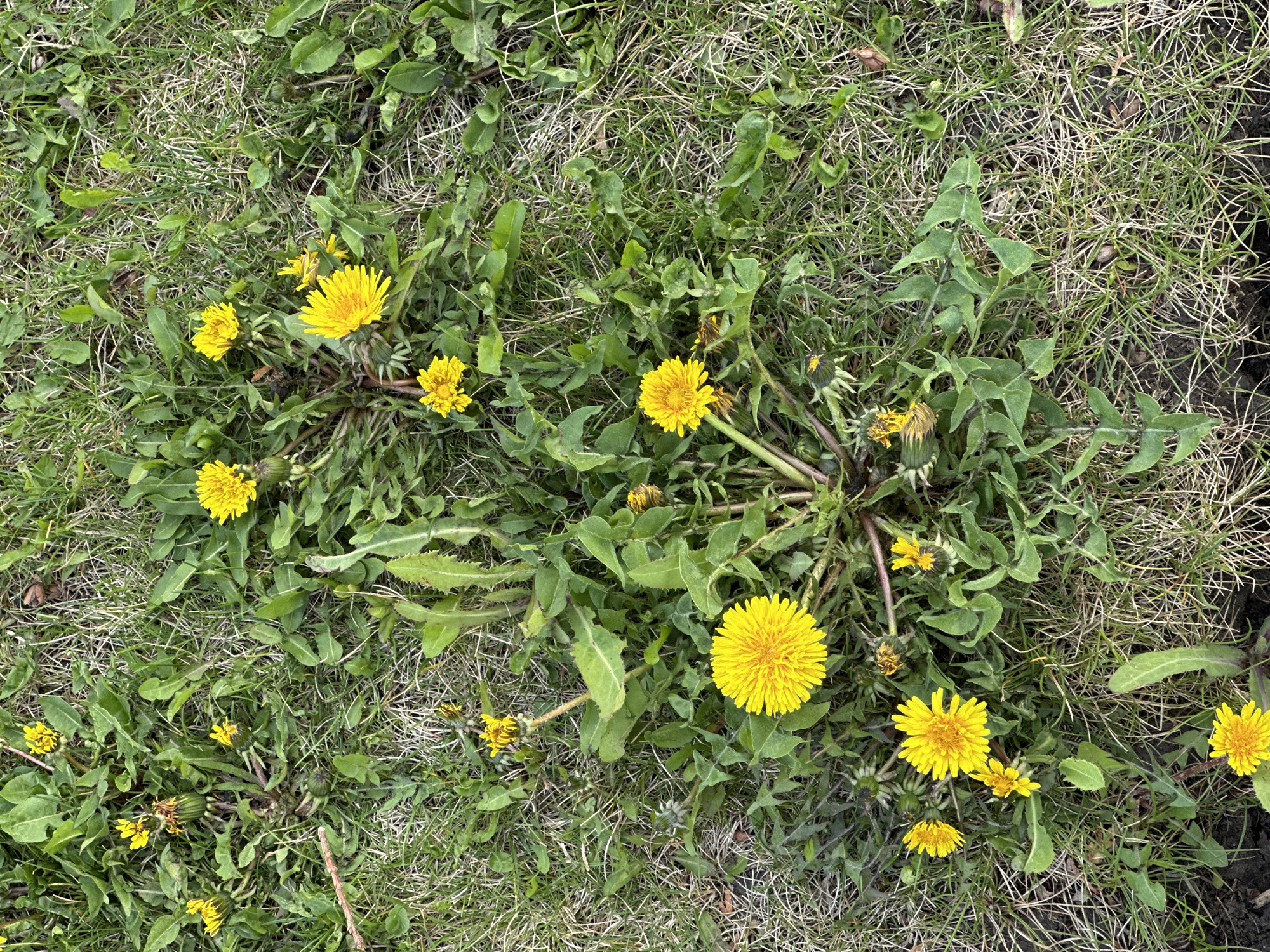The image shows a patch of grass interspersed with dandelions. The grass is a mix of green and brown, suggesting it might be slightly dry or patchy. Multiple dandelion plants are visible, with bright yellow flowers in various stages of bloom. Some plants have open flowers, while others are either budding or have already gone to seed. The leaves of the dandelions are green and jagged, characteristic of the species. The overall scene appears to be a close-up shot of a lawn or grassy area. The location in the city of Rostov-on-Don, Russia cannot be determined from the image.