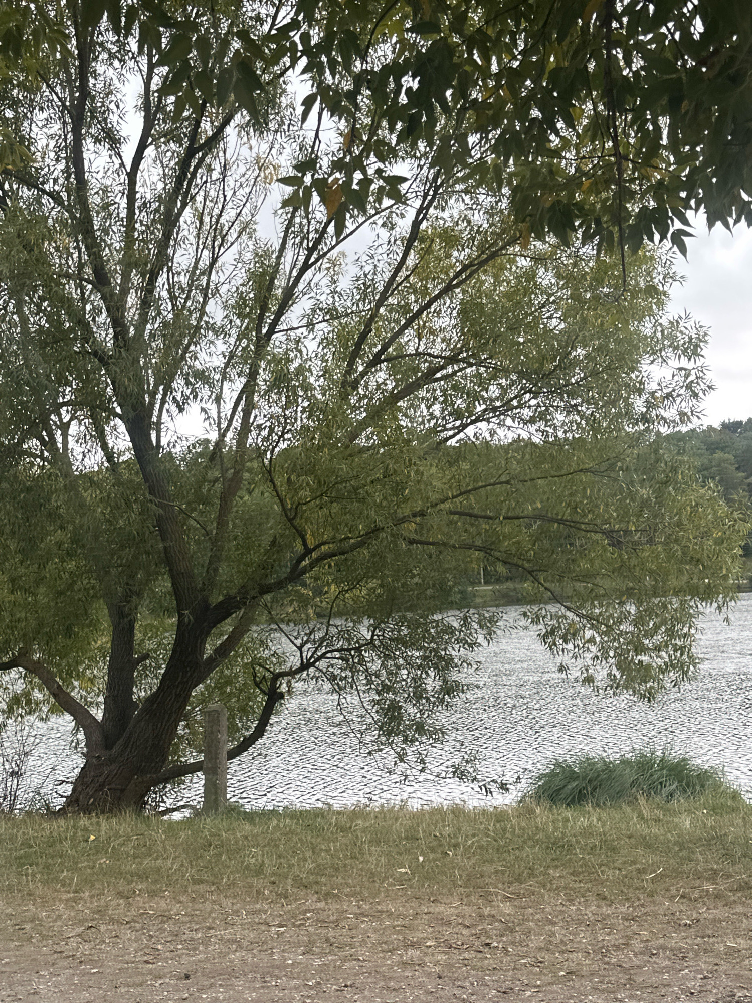 A mature weeping willow tree is situated on the grassy bank of a body of water, likely a lake or river, in the city of Makiv, Ukraine. The tree, with its thick trunk and sprawling branches laden with green leaves, dominates the left side of the frame. Its foliage partially obscures a cloudy sky and a distant, tree-covered shoreline. A single, weathered stone post stands vertically in the grass near the base of the tree. The water's surface is textured with ripples, reflecting the overcast sky. The foreground consists of dry, sandy earth and sparse grass. A clump of dense green grass is visible on the bank to the right of the tree. The scene appears calm and natural.
