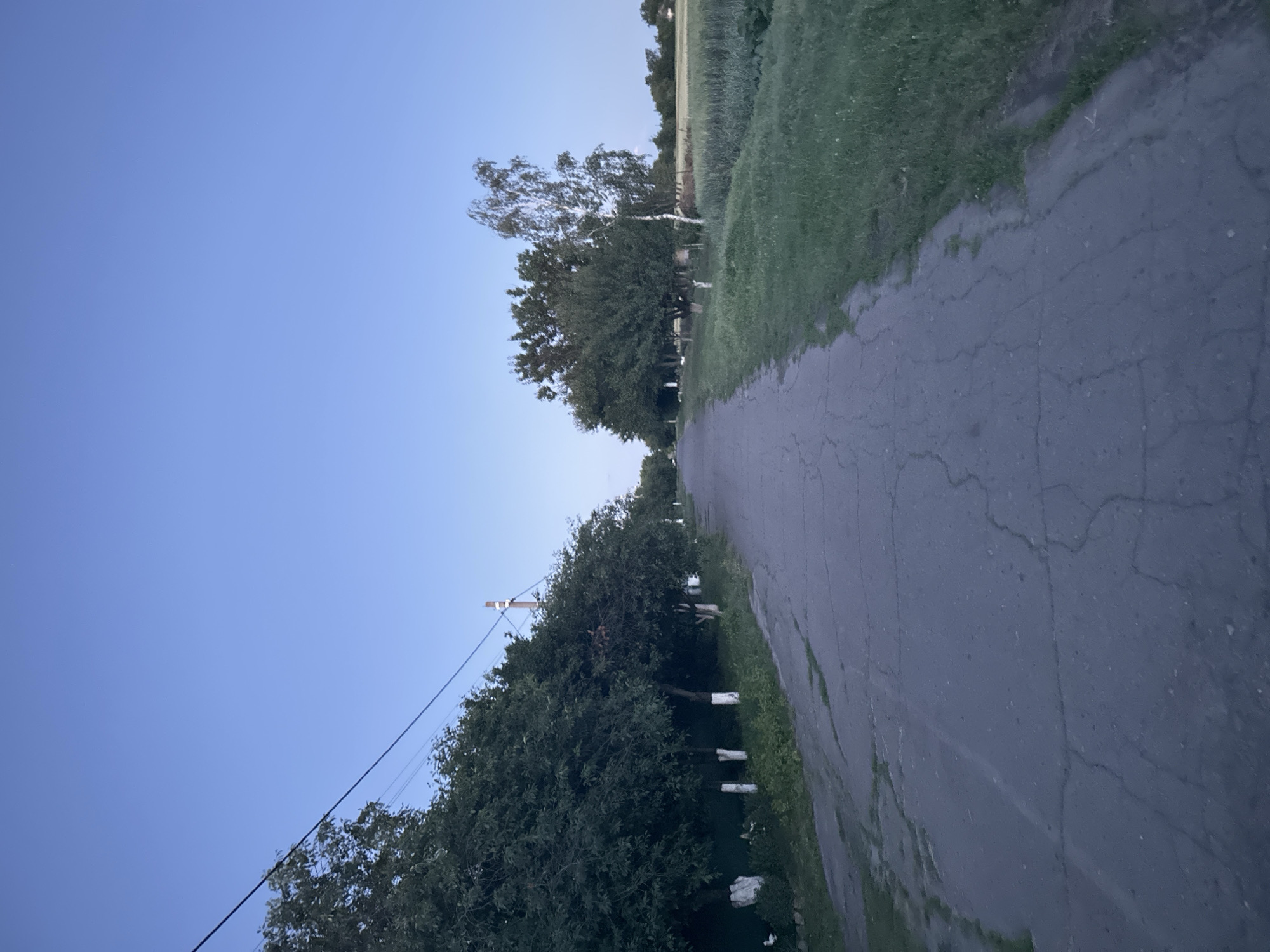 The image depicts a paved road in Ustyvytsia, Ukraine, lined with trees on both sides. The road is cracked and appears to be in a rural or semi-rural area. On the left side of the road, there is a row of trees with their lower trunks painted white. A power line runs diagonally across the upper portion of the image, supported by a utility pole visible in the distance. To the right of the road, there is a field of green grass and crops. The sky is a clear, pale blue, suggesting it is either early morning or late evening. There are no people or animals visible in the image. The overall impression is one of a quiet, somewhat unkempt, rural landscape.