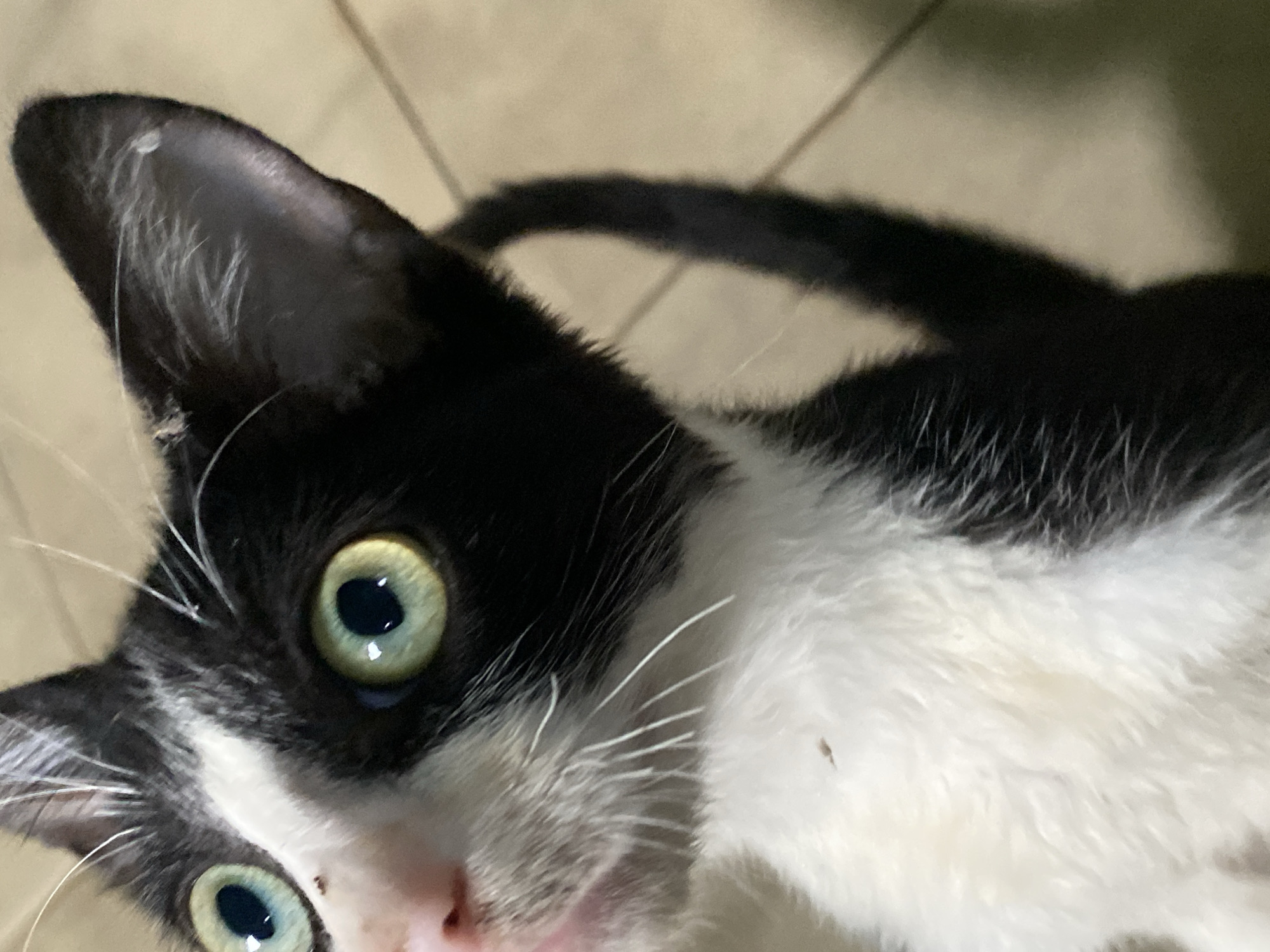 A close-up photograph shows a black and white cat with bright green eyes. The cat's head is angled, with its left ear prominent. The fur is predominantly white on the chest and lower face, and black on the head, ears, and what appears to be a portion of the tail visible in the background. The background appears to be a light-colored surface, likely a floor. There is a small, dark spot near the cat's nose, possibly a flea or dirt. The location, Tinaquillo, Venezuela, is only known from the prompt and is not discernible from the visual data.