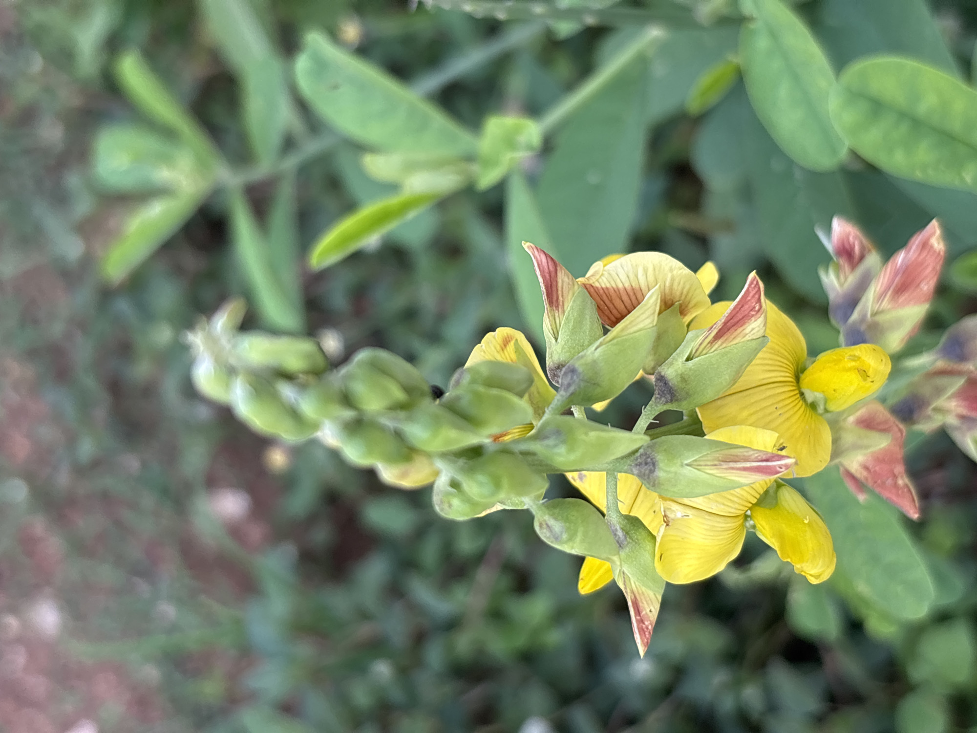 This is a close-up, top-down shot of a flowering plant with yellow blossoms and green seed pods. The plant is in focus in the foreground, while the background is blurred, showing more green foliage and some reddish-brown soil. The scene appears to be outdoors, likely in a natural or garden setting, given the presence of plants and soil.
The subjects are the flowers and seed pods of the plant. The flowers are predominantly yellow with some reddish-brown markings on the petals and sepals. Several seed pods are visible, arranged in a cluster along a stem. Some of the pods appear underdeveloped, while others look more mature.
There is no discernible activity or event taking place, as the image is a still photograph of a plant. The time of day and weather are not explicitly indicated, but the lighting suggests it could be daytime, possibly overcast or in partial shade, given the soft light. There are no visible text elements in the image. The location context of Jos, Nigeria, suggests a potentially tropical or subtropical climate where such plants might grow. The overall mood is natural and peaceful, focusing on the intricate details of the plant's reproductive structures.