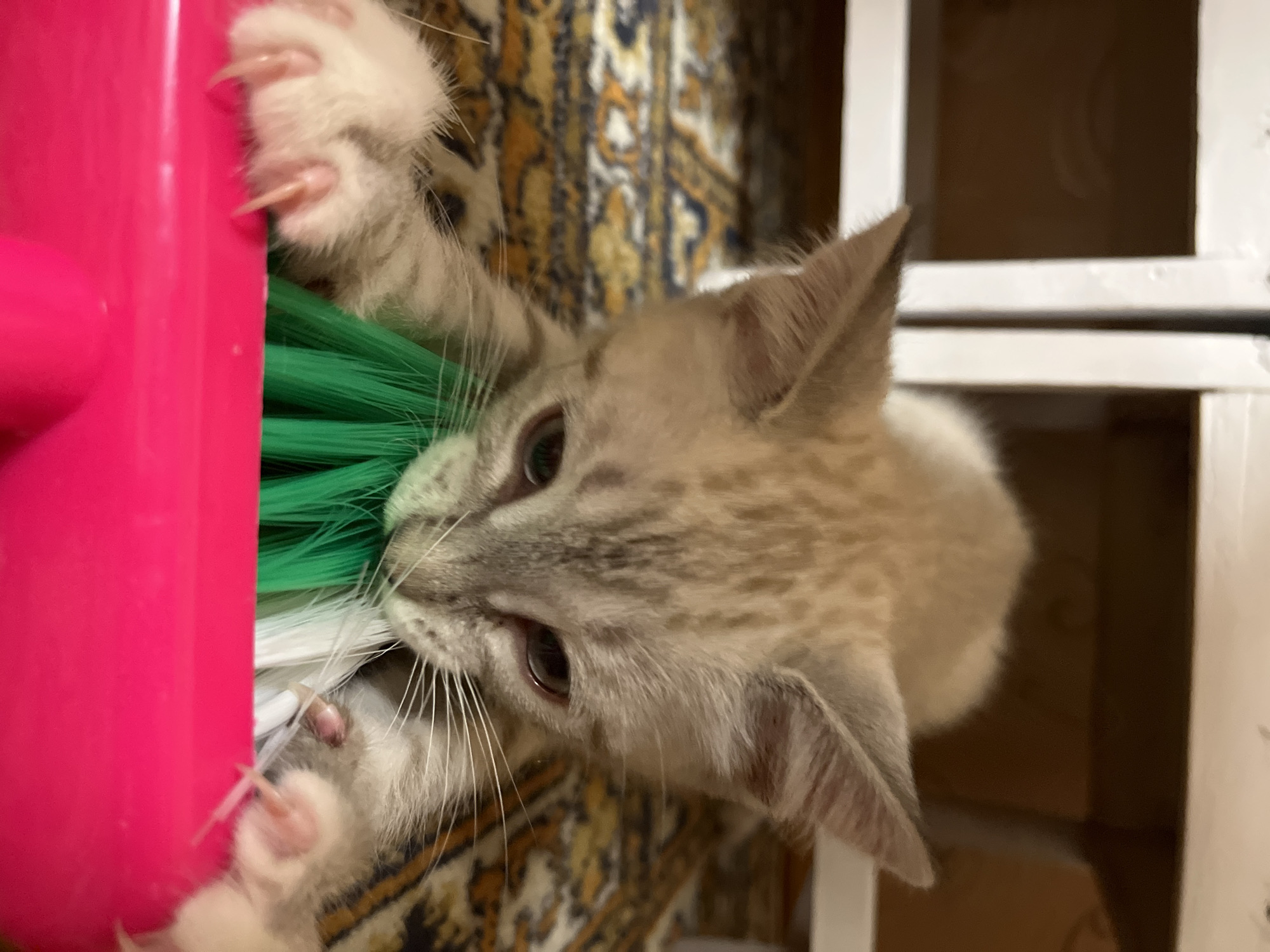 A light-furred, young cat, possibly a kitten, is shown in close-up, head-on, appearing to be playing with a green-bristled brush attached to a pink-colored object. The cat's white paws, with visible claws, are grasping the brush. The background includes a patterned rug and a white, possibly wooden, structure with dark recesses. The specific location and city are not discernible from the image.