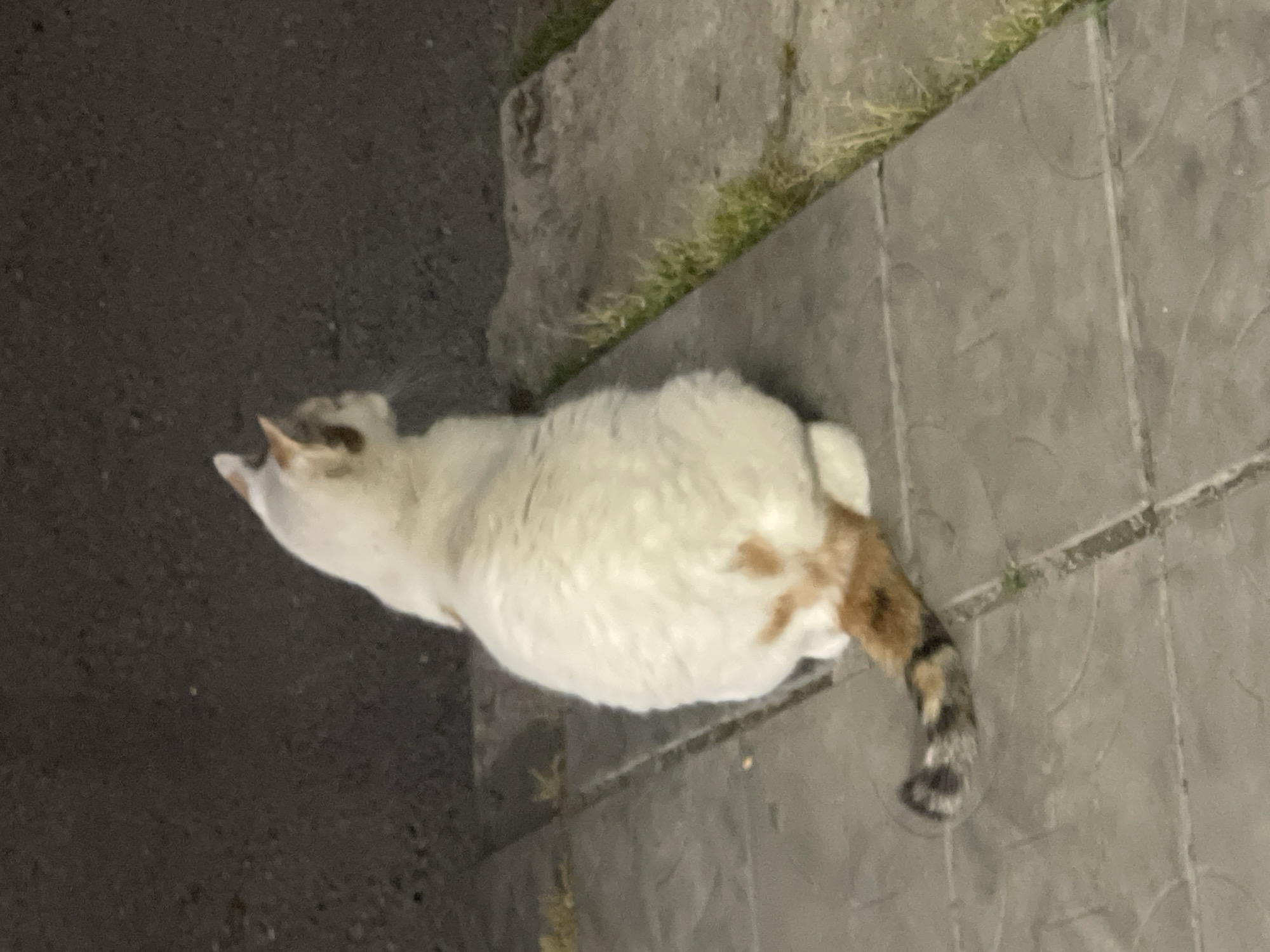 A calico cat is sitting on gray, patterned paving stones. The cat is mostly white with patches of orange and black on its tail and back. Its tail is curled around its body. The background is dark and appears to be asphalt, with a strip of grass to the right of the paving stones. The scene is outdoors, likely at dusk or at night, given the low light conditions. This image does not provide any information to determine a specific location in Ruse, Bulgaria.