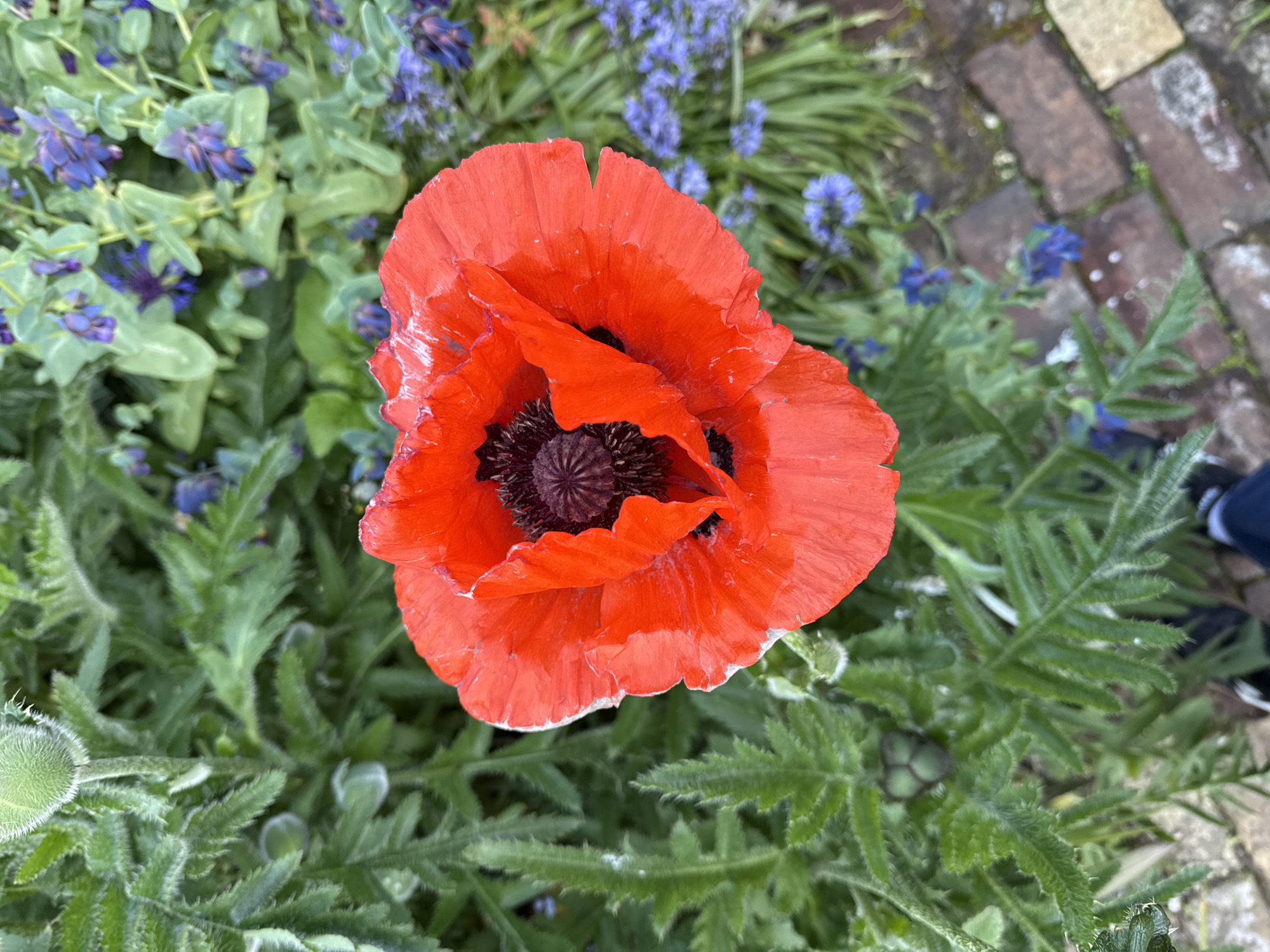 The image shows a close-up, top-down view of a vibrant red poppy flower in a garden setting. The poppy has large, ruffled petals and a dark, almost black, center. Surrounding the poppy are green plants with feathery leaves, as well as smaller blue flowers. To the right, a section of a brick pathway is visible, with the edge of a shoe just entering the frame. The location is Great Yarmouth, United Kingdom.