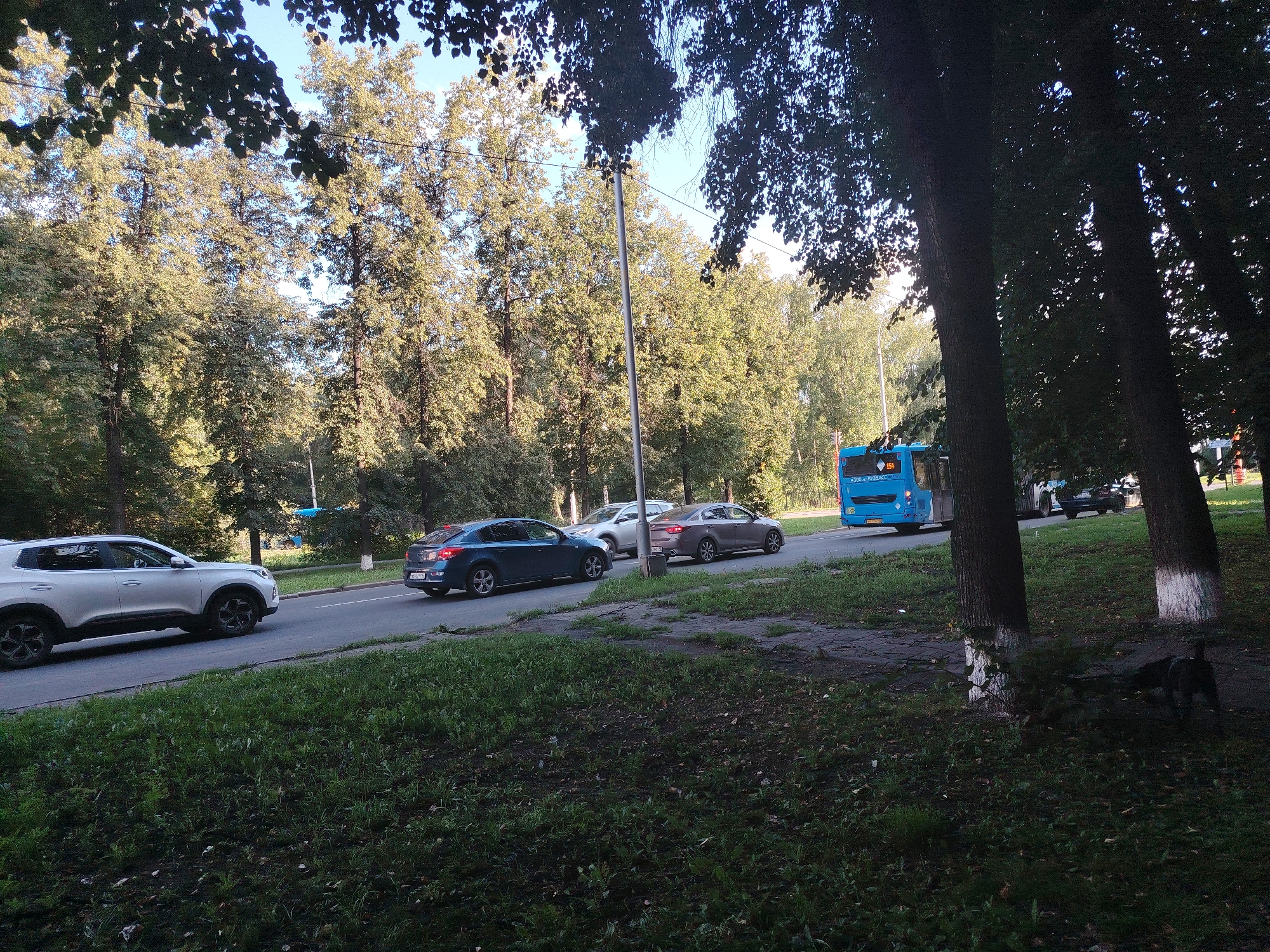 A street in Kemerovo, Russia is depicted, with a white SUV in the foreground on the left side of the road, driving away from the camera. Behind it, a blue sedan is also moving away. Further down the road, a blue bus is seen approaching the camera. Trees line the street, with some of them casting shadows onto the grass in the foreground. The sky is clear and blue. A dark-colored dog is visible on the grassy area to the right.