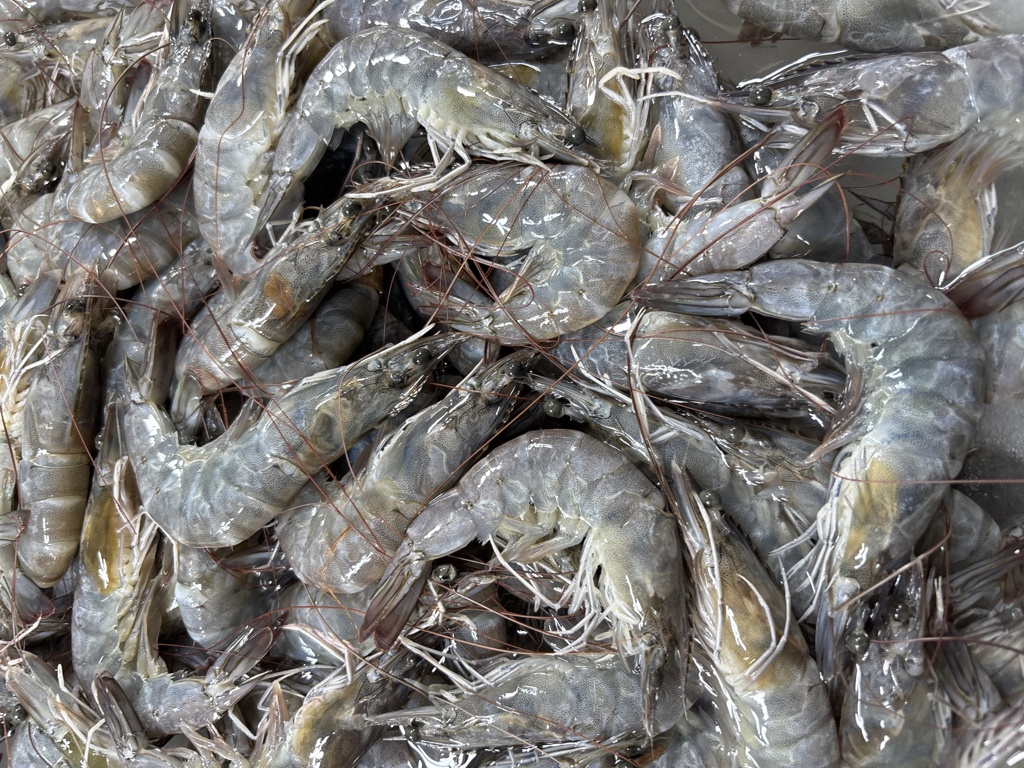 The image shows a large pile of raw, gray shrimp. The shrimp are densely packed together, obscuring the surface they are on. They have long, thin antennae and translucent bodies. The location of the image is inferred to be Baan Plai Laem, Thailand.