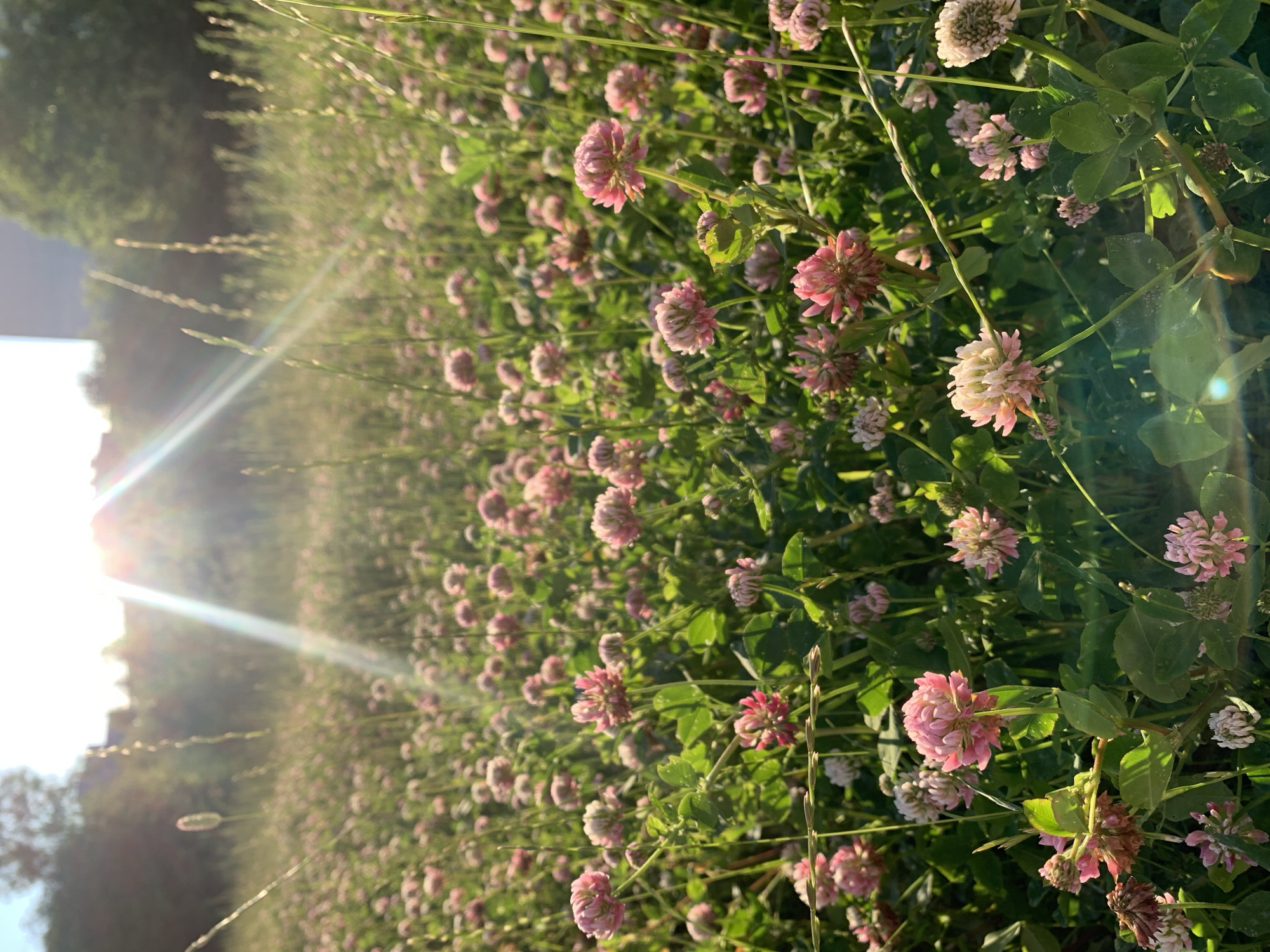 The image depicts a field of pink clover flowers bathed in the warm glow of the setting sun. Tall grasses and the heads of clover are in sharp focus in the foreground, while the background is a soft blur of more flowers and distant trees. The sun's rays beam down diagonally from the upper left, creating lens flares and a luminous effect across the scene. There are no people or animals visible in the photograph. The setting appears to be a natural, open space, possibly a park or meadow, with hints of urban structures in the far distance. The overall impression is one of natural beauty and tranquility at the end of a day in Gatchina, Russia.