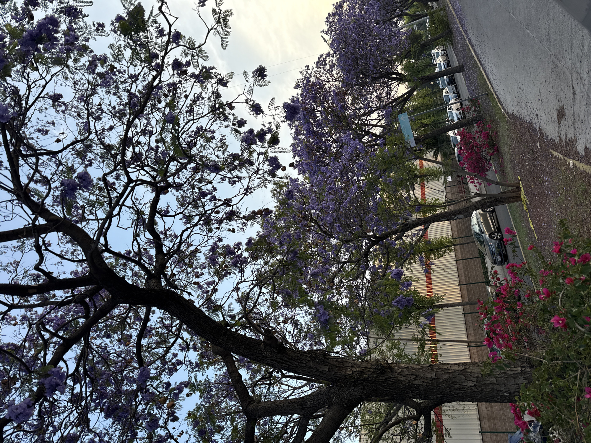 The image shows a street scene in Puebla, Mexico, characterized by Jacaranda trees in bloom, with their distinctive purple flowers dominating the view. The trees line the sidewalk alongside a street with parked cars. A section of a tall, light-colored industrial building or fence is visible, punctuated with red stripes and possibly ventilation slats. The sidewalk is marked with flower debris and leads towards more trees in the distance. The perspective is angled, likely taken from a slightly tilted viewpoint looking upwards into the trees. There are also flowering bushes with pink flowers alongside the trees. A few pedestrians can be seen indistinctly in the background.
