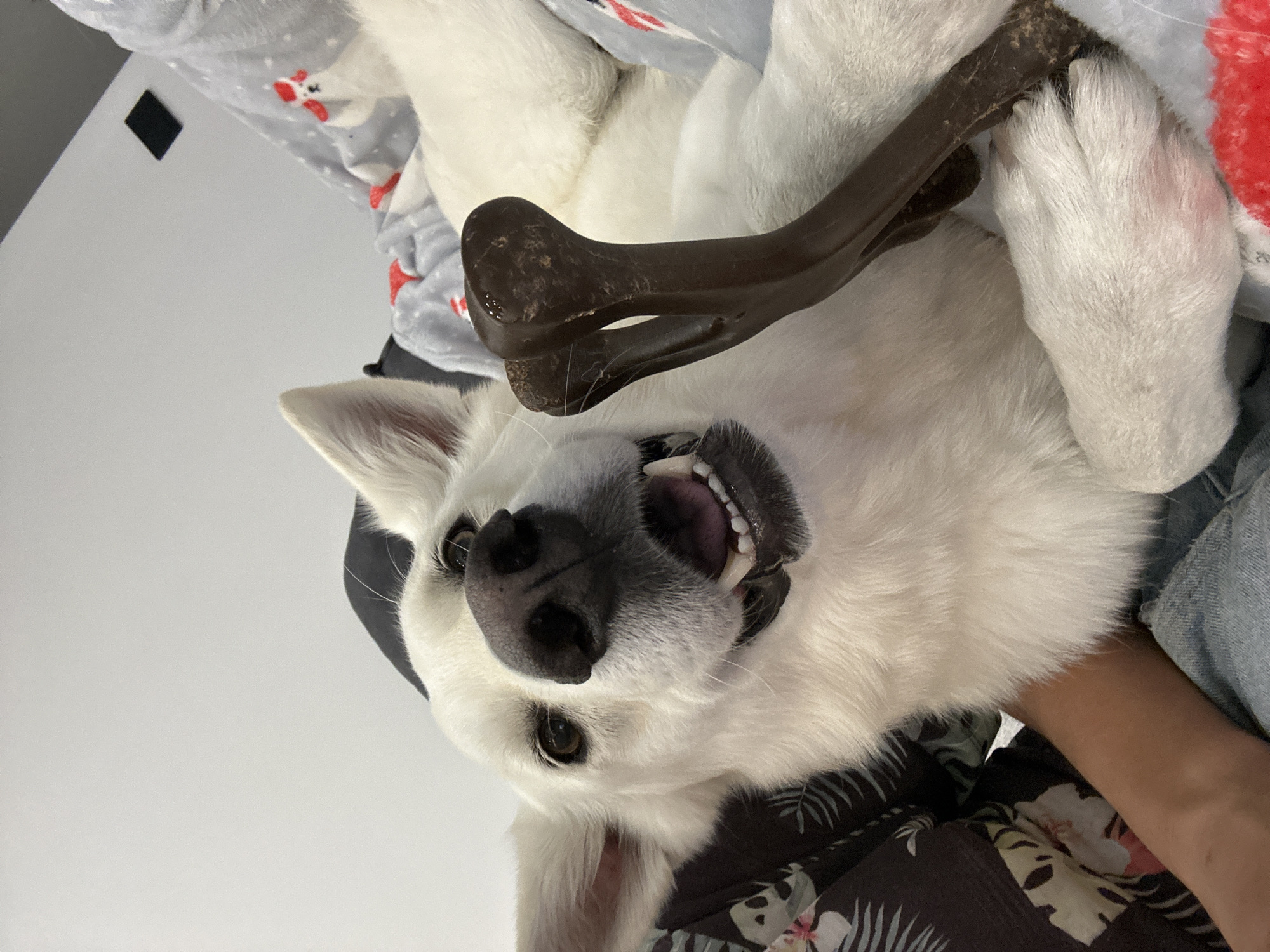 In Rassokha, Russia, a close-up, eye-level, indoor shot captures a white German Shepherd lying on its back, holding a dark-colored chew toy in its mouth. The dog's head is tilted, and its mouth is open, revealing its teeth. A person's arm and shoulder are visible on the left side of the frame, wearing a patterned shirt and blue jeans. The dog is positioned on a blanket with a pattern of red and white cartoon characters. The background is a plain, light-colored wall.