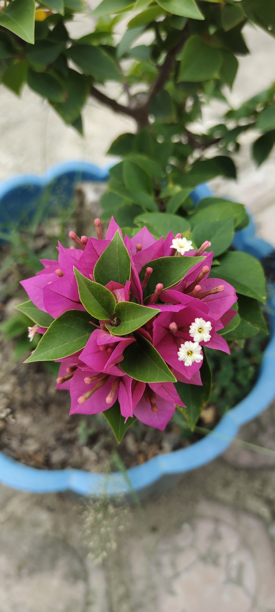 A close-up, high-angle shot showcases a vibrant cluster of magenta bougainvillea flowers with bright green leaves. Two small, delicate white flowers are nestled among the magenta bracts. The flowers are planted in a blue, scalloped-edge pot, with the rim of the pot visible in the foreground and background. The pot rests on a surface of coarse soil and small pebbles. The background is blurred, with hints of green foliage from a larger plant and a pale, neutral surface. The scene is set outdoors, likely in a garden or patio area, potentially in Langnibong, Indonesia, given the context.