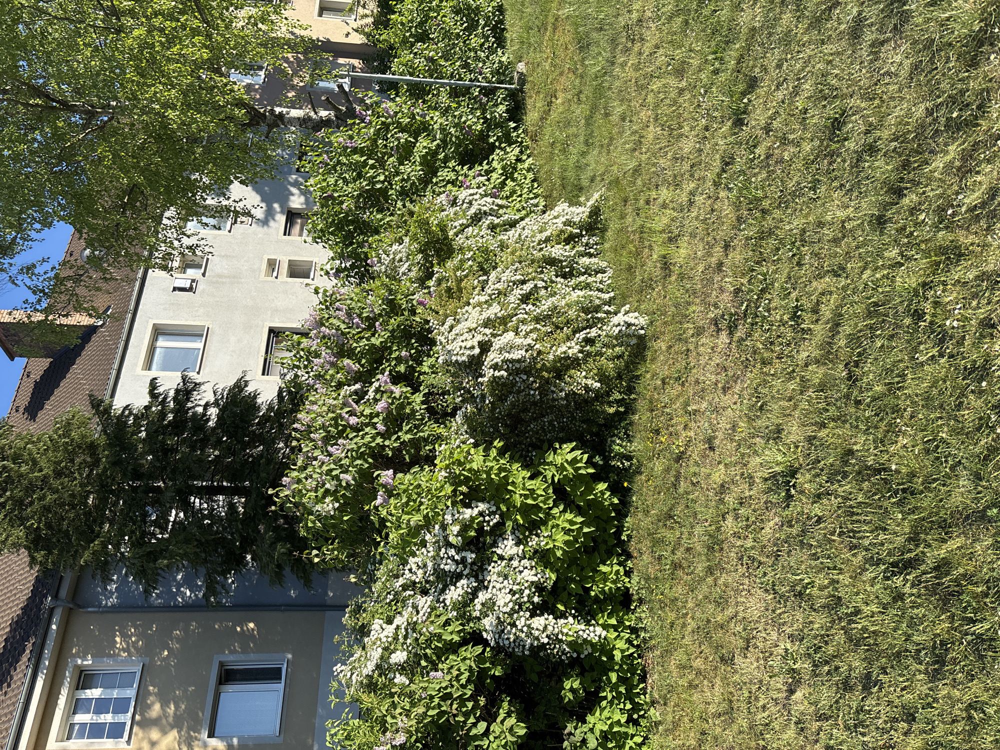 The image depicts a street scene in Wiener Neustadt, Austria. A multi-story building with windows is partially visible on the left, obscured by trees and bushes. A section of lawn runs along the right side of the frame. The bushes are flowering with white blossoms, and some lilac is also visible. The lawn is green, but with some dry patches. The lighting suggests a sunny day.