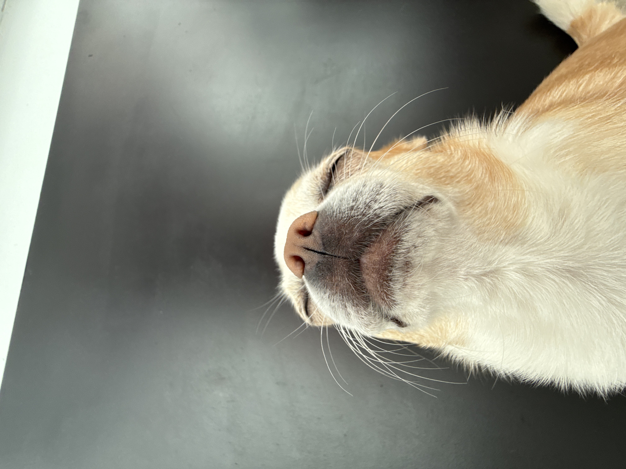 A close-up, top-down shot shows a dog resting on a black surface. The dog's fur is a mix of light tan and white. The dog's eyes are closed, and its pink nose is centered in the frame. Long, white whiskers extend from its muzzle. The background is a flat, black surface, with a hint of white to the side. The scene's location or relevance to Rostov-on-Don, Russia, is not visually discernible.