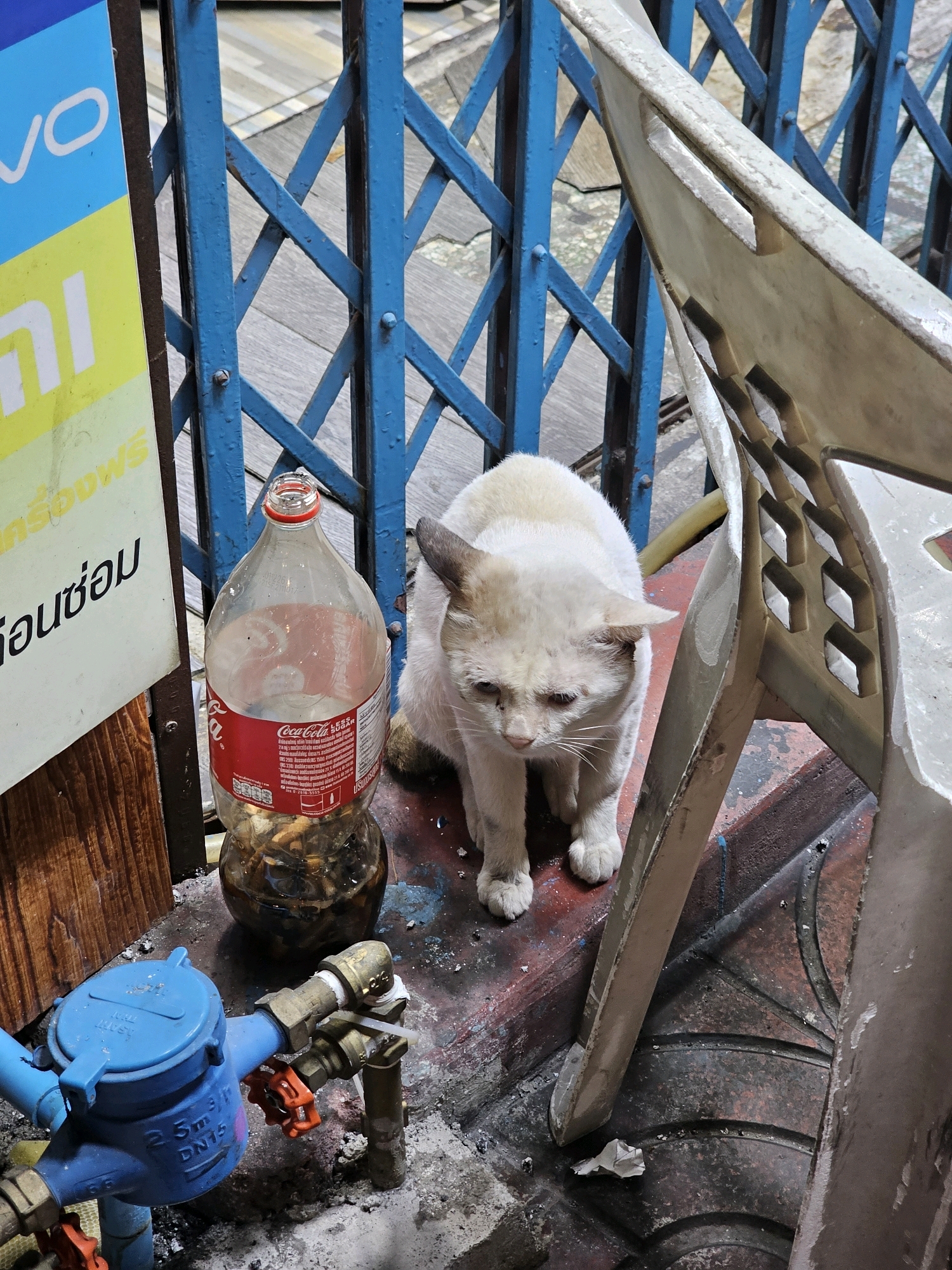 A light-colored cat sits on a worn, reddish-brown surface in front of a collapsed blue metal gate. To the left of the cat is a partially filled plastic Coca-Cola bottle containing what appears to be cigarette butts. A blue water meter with red valve handles is visible in the lower left corner. A white plastic chair leans into the frame from the right. The background shows the textured surface of a city street and a wall with a sign displaying "vivo" and other text in Thai. The scene suggests an outdoor urban environment, possibly an alleyway or the entrance to a shop in Bangkok, Thailand.