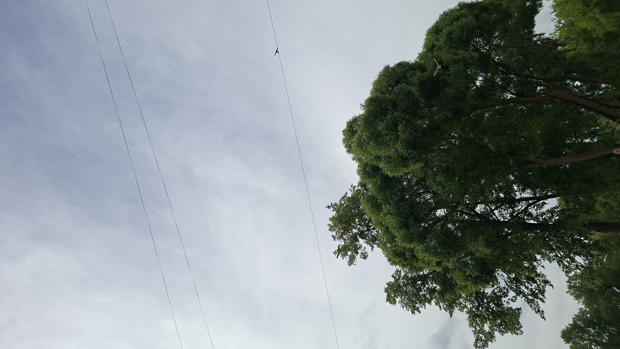 This is a low-angle, outdoor, full shot photograph taken in the city of Chaikovsky, Russia. The scene is dominated by the overcast sky and the tops of several lush green trees. Two thin, dark utility wires stretch horizontally across the upper portion of the frame. A small bird is captured in flight near the upper right wire. The trees, appearing to be deciduous, have full canopies of green leaves and are silhouetted against the pale, diffused light of the sky. The lower edges of the trees are visible, suggesting a park or natural area within the city. The overall impression is one of a serene, natural scene under a cloudy sky.