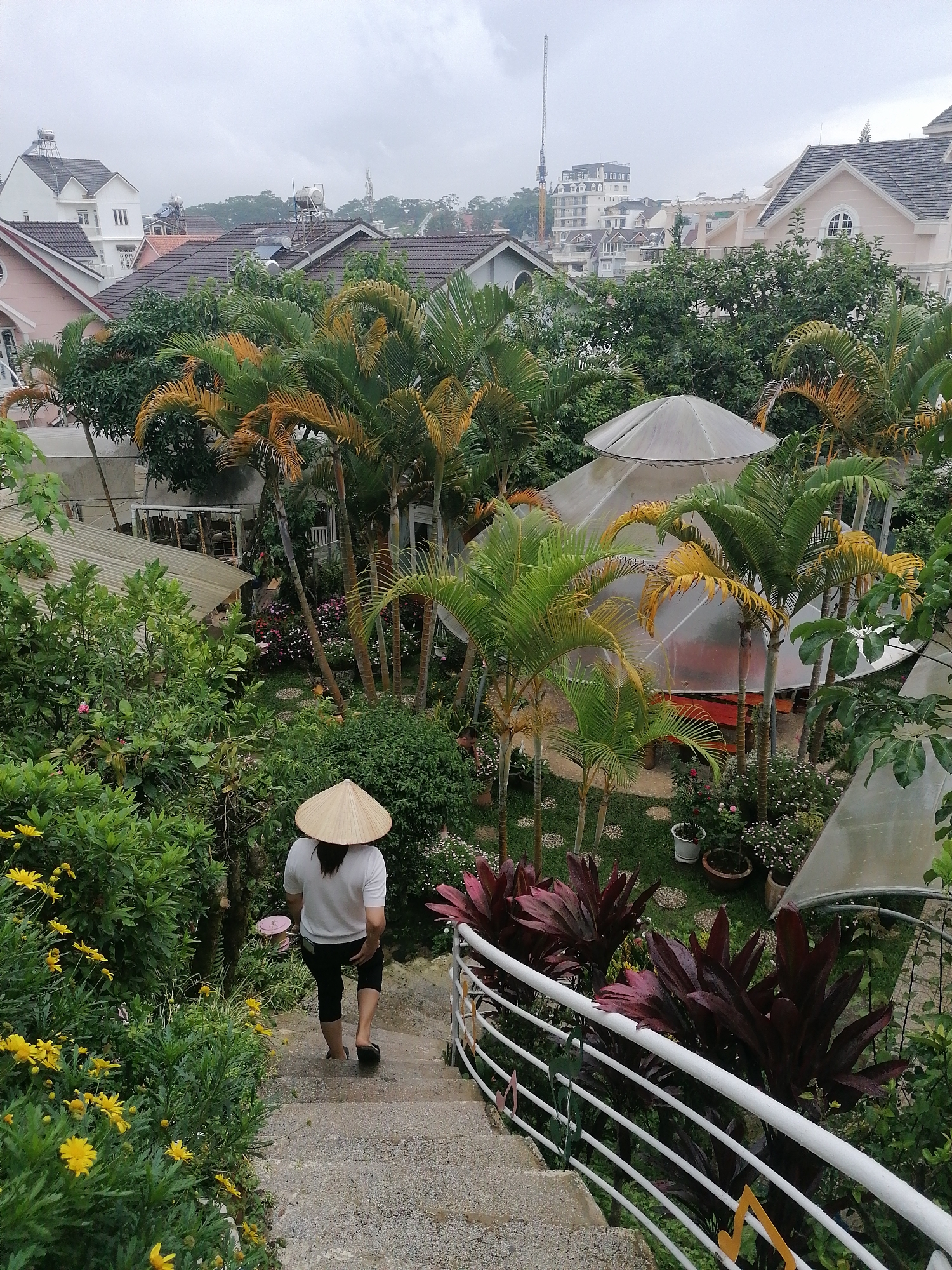 The image captures an overhead view looking down a concrete staircase into a vibrant garden setting in Da Lat, Vietnam. In the immediate foreground, a person is seen from behind, walking down the damp steps. They are wearing a traditional Vietnamese conical hat (nón lá), a white short-sleeved t-shirt, black cropped pants, and dark flip-flops.
The staircase is bordered on the left by lush green foliage and flowering plants with bright yellow daisies. To the right, a white metal railing with decorative, colorful musical note cutouts curves alongside the steps. Beyond the railing, there are dark red, broad-leafed plants and more green vegetation.
The mid-ground reveals a sprawling, verdant garden featuring numerous palm trees, some with fronds showing golden hues. A prominent feature in the garden is a large, translucent, dome-shaped structure, possibly a greenhouse or gazebo, with benches visible inside. Around this dome and throughout the garden, there are various flowering plants in shades of pink and white, as well as potted plants. Another smaller, corrugated-roof structure is visible further into the garden.
In the background, a cluster of houses with distinct European-influenced architecture and various tiled roofs (brown, pink, white) are nestled amidst the greenery. Several solar water heaters are visible on the rooftops. The sky is overcast and cloudy, suggesting a cool or mild day, typical of Da Lat's climate. A tall crane can be spotted in the distance against the muted sky, indicating ongoing development in the area. The overall scene depicts a serene and lush garden area integrated into a hillside town landscape. No visible text is present in the image.