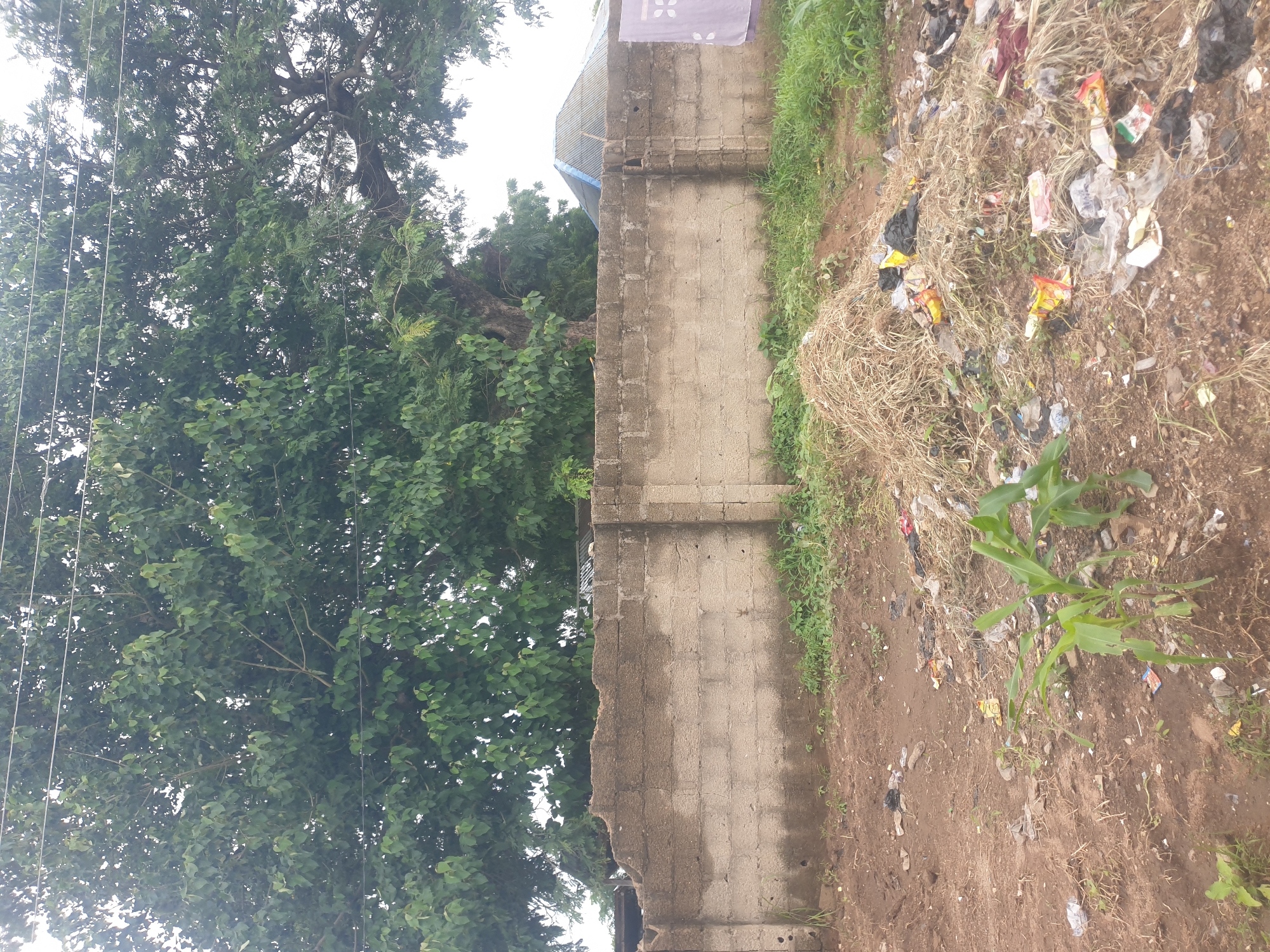 The image displays an outdoor scene with a large, leafy green tree dominating the left side. In the background, to the right of the tree, a weathered concrete block wall runs vertically. Beyond the wall, a small section of a building with a corrugated roof is visible. The ground adjacent to the wall is covered in dry, straw-like vegetation and scattered trash, including plastic wrappers and bags. A young green plant with broad leaves is growing out of the debris. The overall scene suggests an unkempt area, possibly a roadside or a neglected patch of land. The lighting indicates it is daytime, and the overcast sky suggests a cloudy day. There are no people visible in the image. There is no visible text in the image.