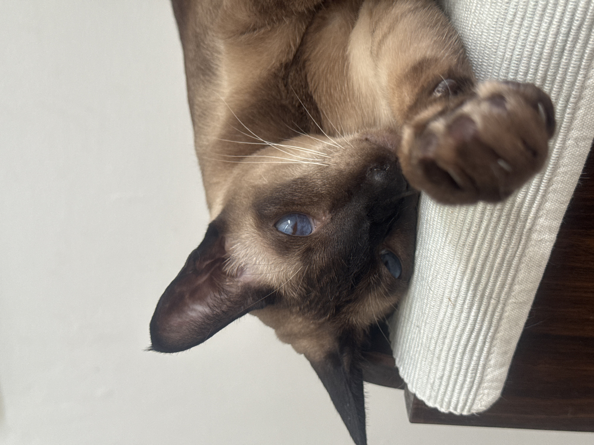 A close-up, eye-level shot shows a Siamese cat resting on a padded surface. The cat's fur is a mix of brown and cream, with darker points on its ears, face, and paws. Its striking blue eyes are visible, looking slightly to the left. The cat's right paw is extended forward, in focus and resting on the padded surface. The background is a plain, light-colored wall. The image is cropped such that the cat occupies the majority of the frame, with its head and upper body prominently featured. There is no indication of a specific location in the city of Ramat Gan, Israel, or any other geographical context.