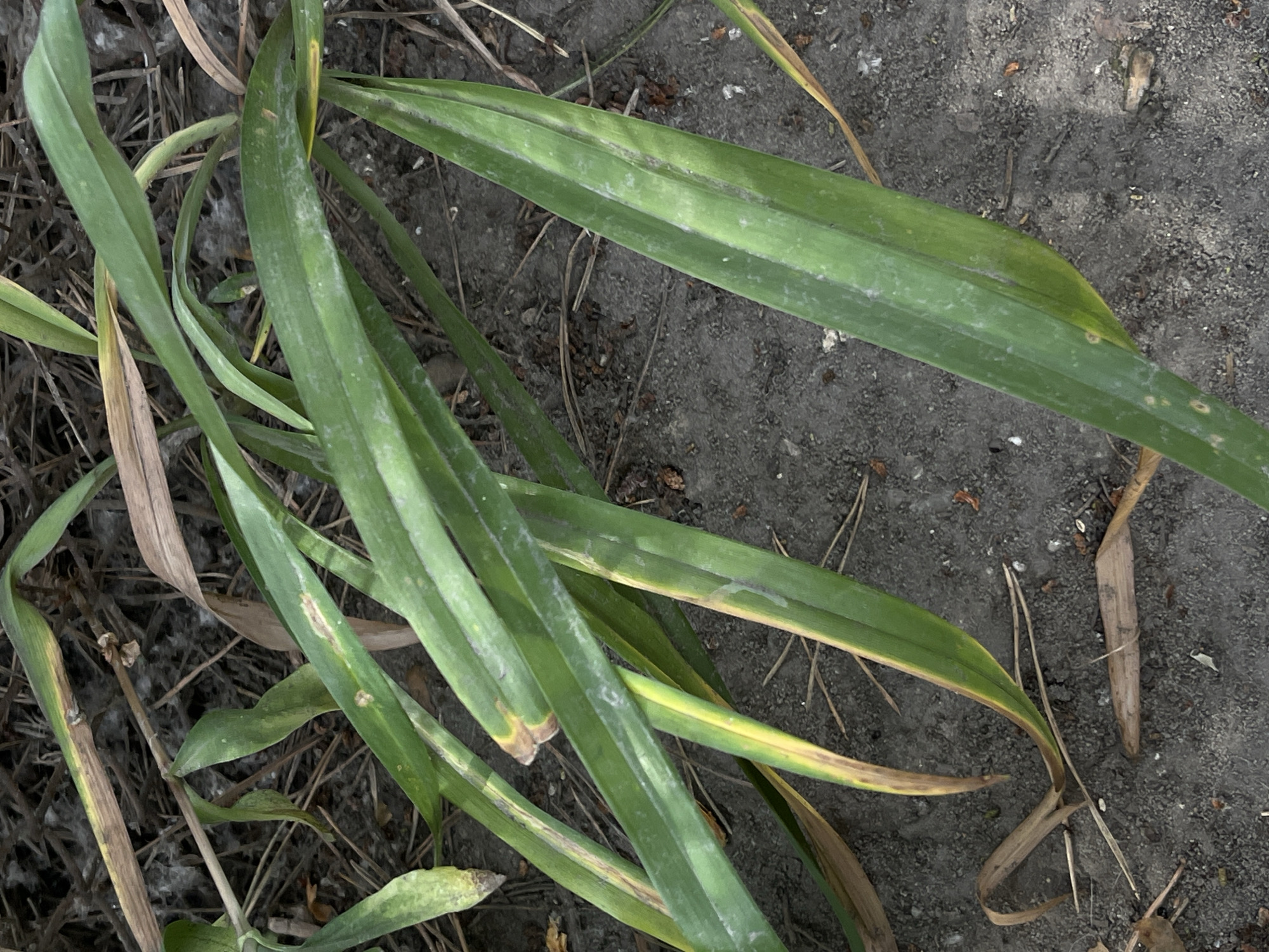 The image shows a close-up, overhead view of several long, green leaves against a dark, earthy background. The leaves appear to be from a plant like grass or a similar ground-covering vegetation. Some of the leaves are a vibrant green, while others show signs of browning and yellowing, particularly at the tips and edges, suggesting they might be drying out or experiencing stress. There are also some dry, brown leaves and stalks interspersed with the green ones. The ground appears to be soil, possibly with some small pebbles or debris scattered on it. The lighting suggests it is daytime, but the weather cannot be determined from the image. There are no people or animals visible, and no text is present. The overall scene depicts a natural setting, focusing on the details of plant life and soil. The context provided indicates the location is Lviv, Ukraine.
