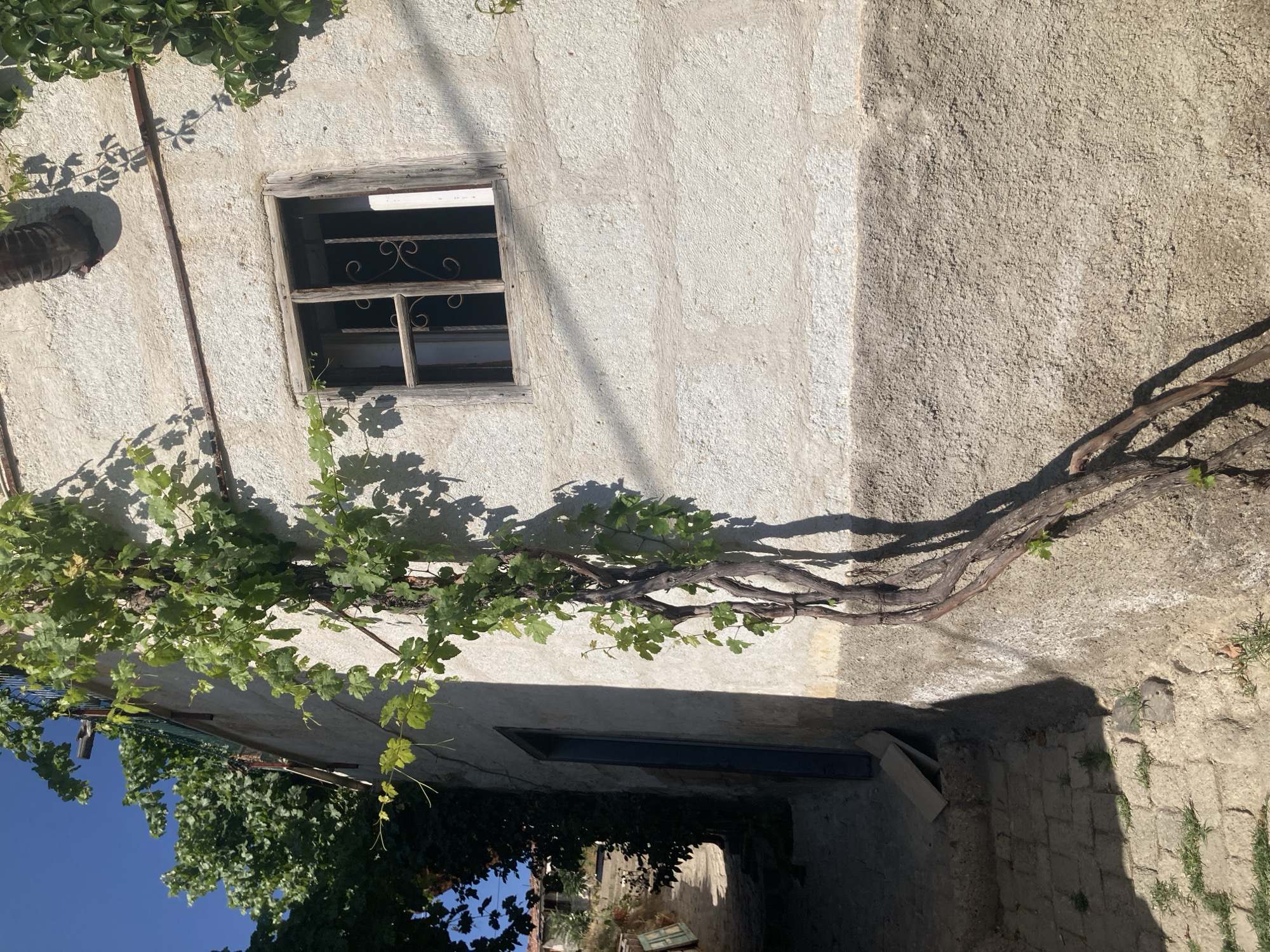 A sunlit, textured white stucco wall of a building in Avanos İlçe Merkezi, Turkey, is draped with a mature vine. The vine's thick, gnarled trunk twists and climbs upwards along the wall, its green leaves casting shadows. A weathered wooden-framed window with decorative iron bars is visible on the wall. To the left, a dark doorway leads into the building, and a stone pathway with patches of grass runs alongside it, partially in shadow. Green trees are visible in the background, and the sky is clear blue.