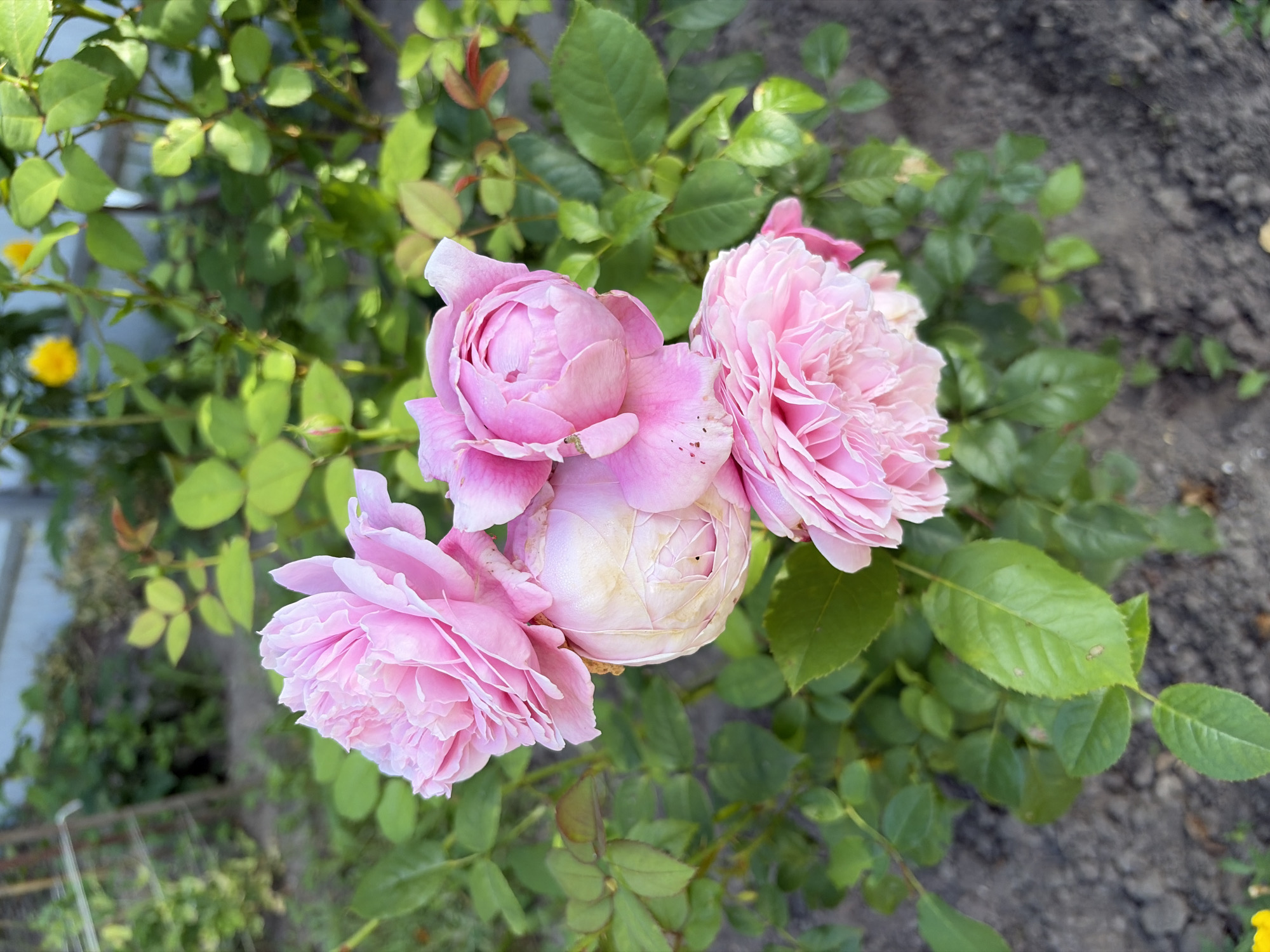 A close-up, eye-level shot features a cluster of pink roses blooming in a garden. The roses are in various stages of bloom, with some fully open and others still developing. The petals are delicate and layered, displaying a soft pink hue with lighter edges. Several roses appear to be growing on the same stem, intertwined with vibrant green foliage. The background consists of more greenery and dark soil, suggesting a natural outdoor setting. The scene is captured in daylight, casting natural light on the flowers. The overall impression is one of natural beauty and floral abundance. This image was taken in the city of Imeni Vorovskogo, Russia.