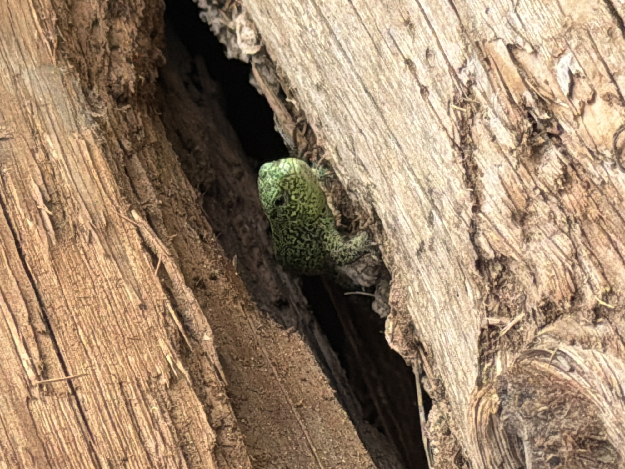 A small green lizard with dark spots is nestled in a crevice in the bark of a tree. The location is unspecified, although the prompt mentions Прикамский, Russia. The lizard's head and part of its body are visible, positioned between two sections of the tree's bark. The bark is a light brown color with vertical grain patterns.