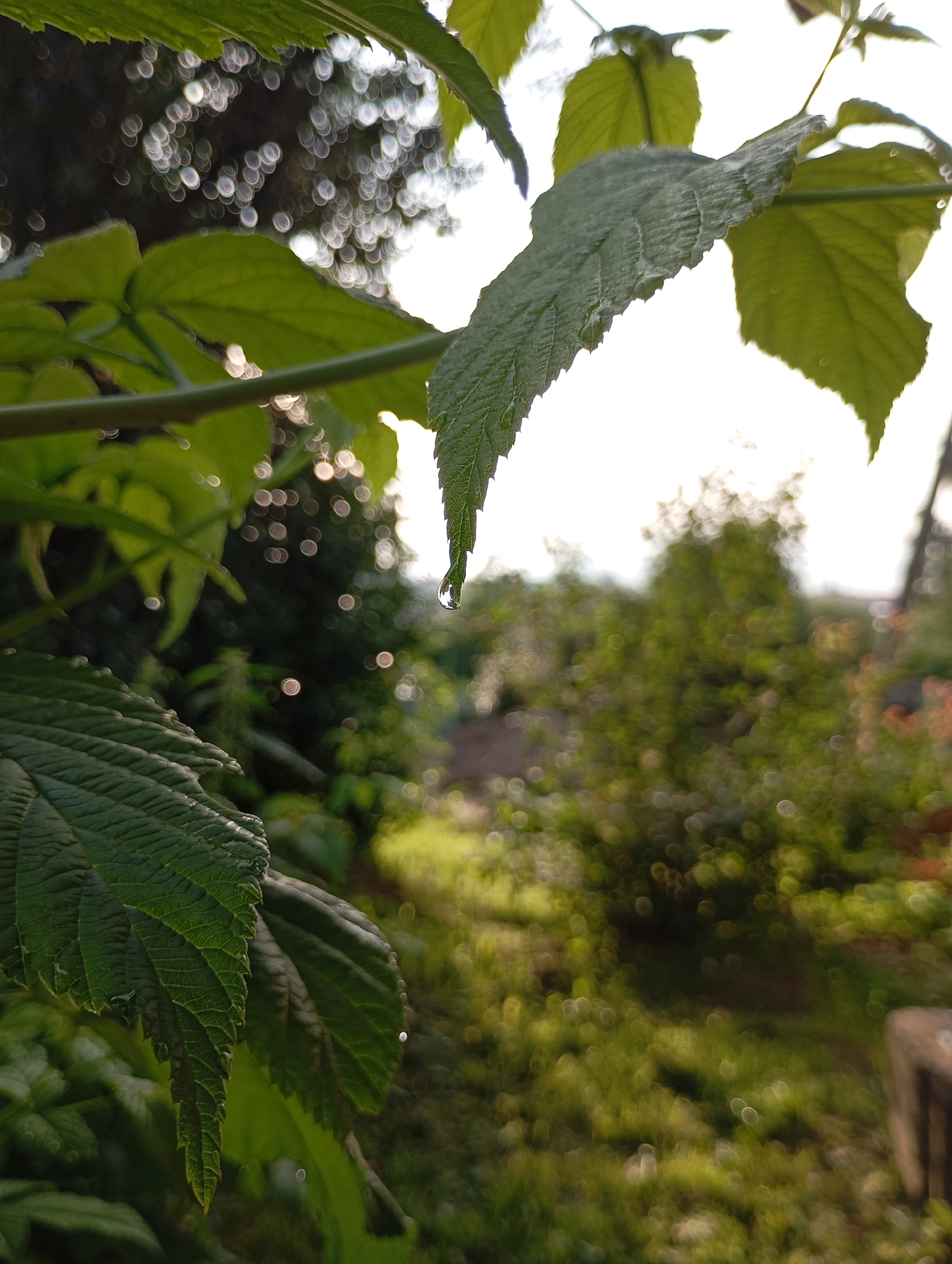 The image is a close-up, low-angle shot of green leaves in a garden setting. In the foreground, several large, serrated green leaves are in sharp focus, with visible veins and some water droplets. One leaf in the upper right has a single, clear water droplet hanging from its tip. The background is heavily blurred, with bokeh effects creating circular highlights that suggest sunlight filtering through foliage. The background also shows hints of greenery, trees, and possibly a building in the far distance, indicative of a residential area within a city. There are no people or animals visible in the frame. The scene is outdoors, likely in a garden or natural area, with natural lighting. The location is specified as Фоки, Russia.