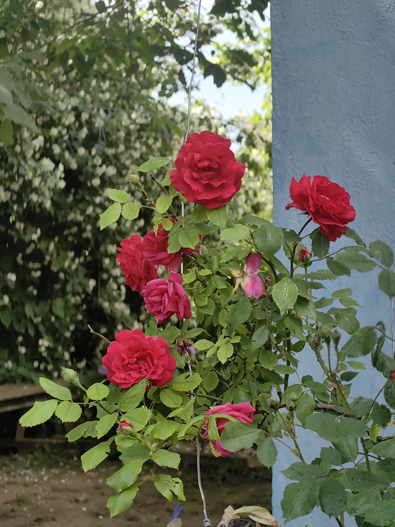 In a garden setting within the Ароматновское сельское поселение, Ukraine, a cluster of vibrant red roses is the central focus of the image. The roses, with their layered petals, are in various stages of bloom, with some fully open and others forming buds. They are attached to a bush with lush green leaves, some of which show signs of minor damage or spots. A faded pink rose, partially wilted, is also visible among the green foliage.
The roses are positioned against a blurred background of white flowers and green foliage, suggesting a densely planted garden. To the right of the roses, a textured, bright blue wall forms a distinct vertical element, providing a contrasting backdrop. The lighting suggests it is daytime, with natural light illuminating the scene. The overall impression is a snapshot of a flowering rose bush in a Ukrainian rural or suburban garden.