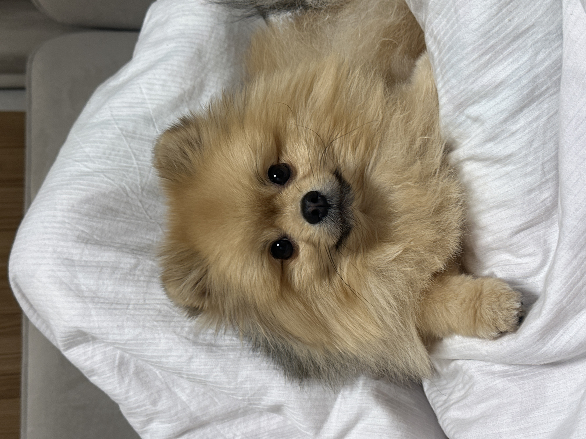 A fluffy, tan Pomeranian dog is lying down on a white, textured blanket. The dog is facing forward, with its head tilted slightly and its dark eyes looking directly at the camera. Its mouth is slightly open, giving it a contented expression. The dog's front paws are visible, with one resting on the blanket. The background consists of a blurry gray surface, possibly a sofa or couch. The overall lighting is soft and warm. The image does not contain any information related to Votkinsk, Russia.
