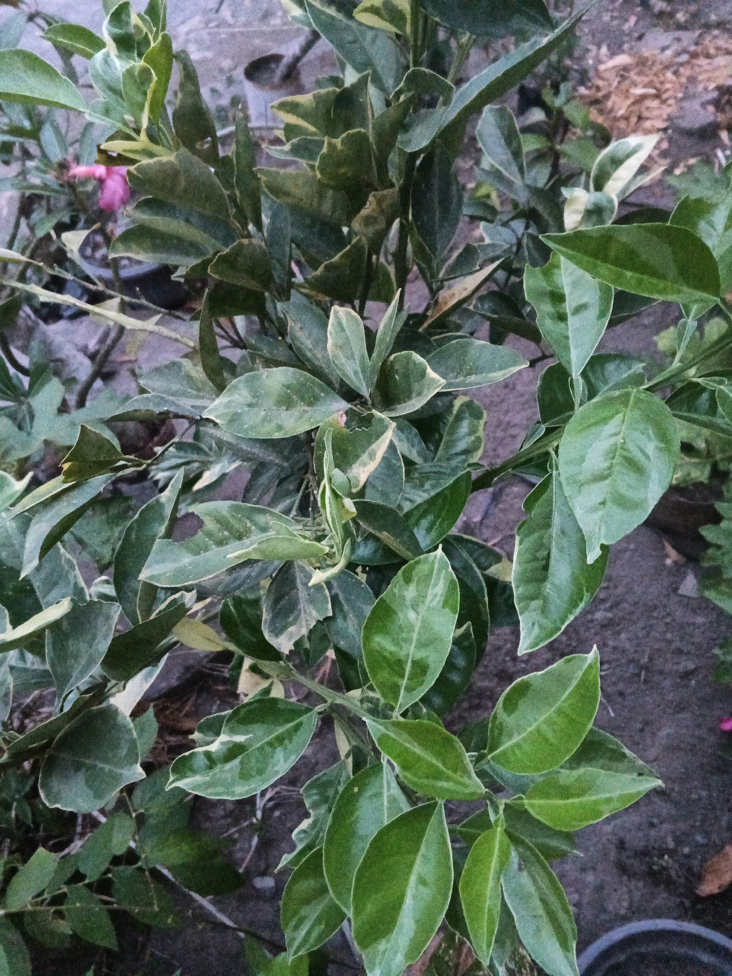 The image shows a close-up view of a variegated citrus plant with lush green leaves, some featuring cream or yellow margins. The plant appears healthy and is likely in a garden setting, as indicated by the presence of soil, mulch, and a blurred pink flower in the background. The lighting suggests it is daytime, possibly overcast or late afternoon, given the soft shadows. The exact location within Wates, Indonesia, cannot be determined from the visual information provided.