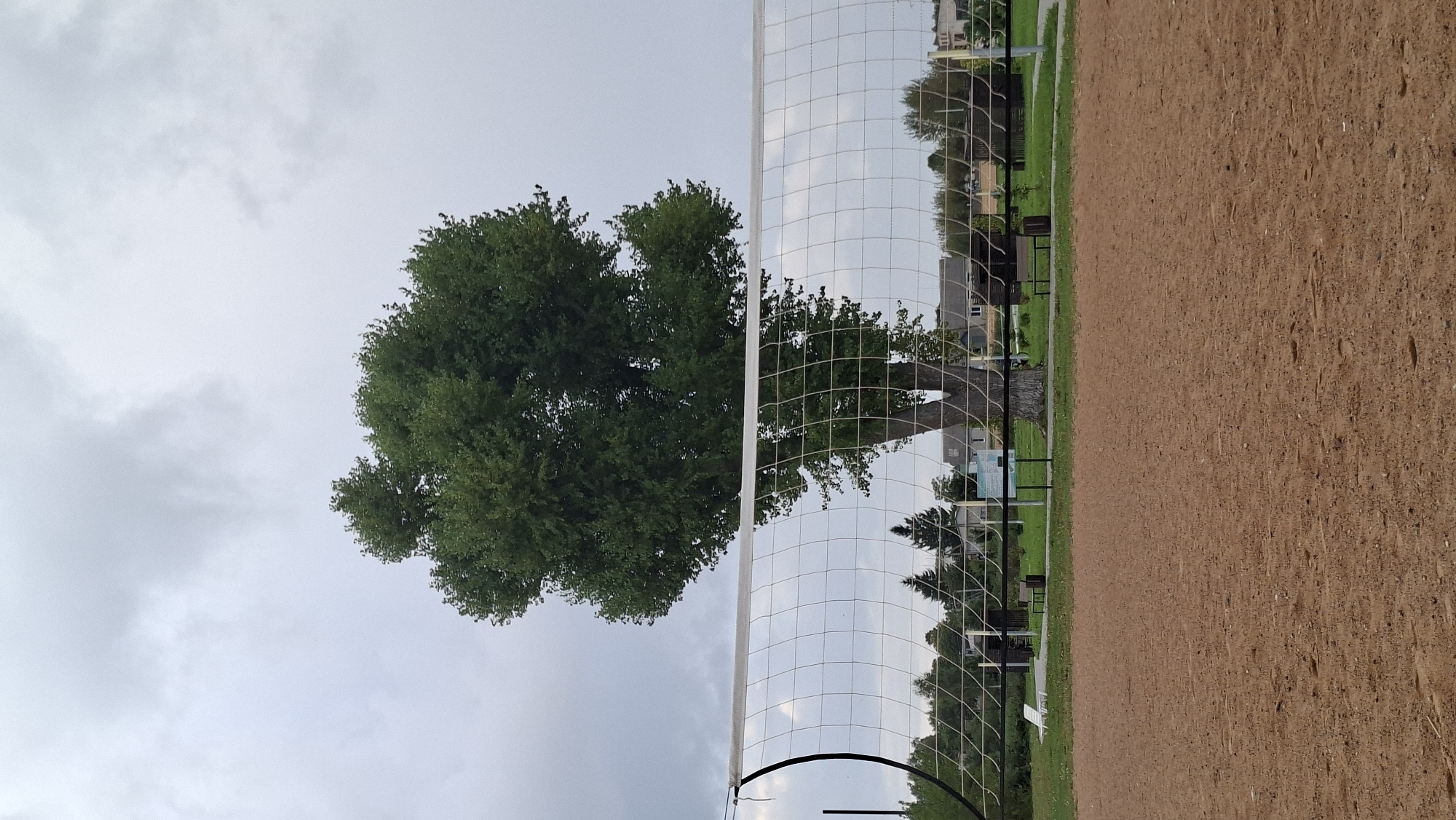 The image depicts a cloudy day at a sandy outdoor volleyball court. A volleyball net stretches across the foreground, obscuring the view of the court's far end. Beyond the net, a large, mature tree with dense green foliage stands prominently. In the background, there are some buildings, suggesting a residential area or park. The overall atmosphere is overcast and still. The location is the city of Myadzyel, Belarus.