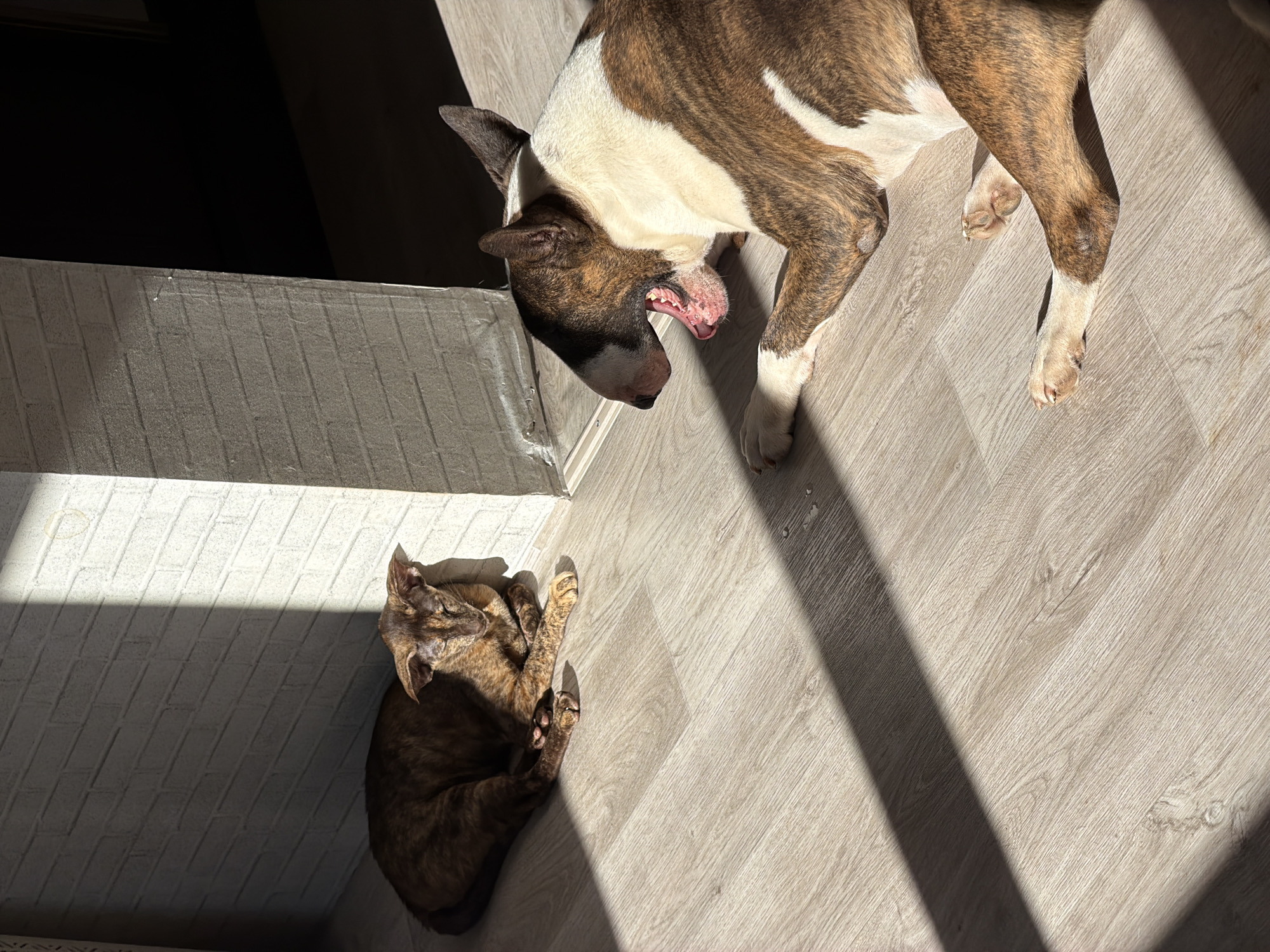 A brindle and white bull terrier is lying on its side on a light wooden floor, yawning with its mouth open. To its left, an oriental shorthair cat with a brown tabby coat is lying down, curled up with its paws tucked underneath. Both animals are bathed in sunlight casting diagonal shadows across the floor from an unseen light source. The background shows a light-colored brick wall with a strip of darker material running vertically along its edge. The scene appears to be indoors, likely in a home, with no indication of its specific location within Chaikovsky, Russia.