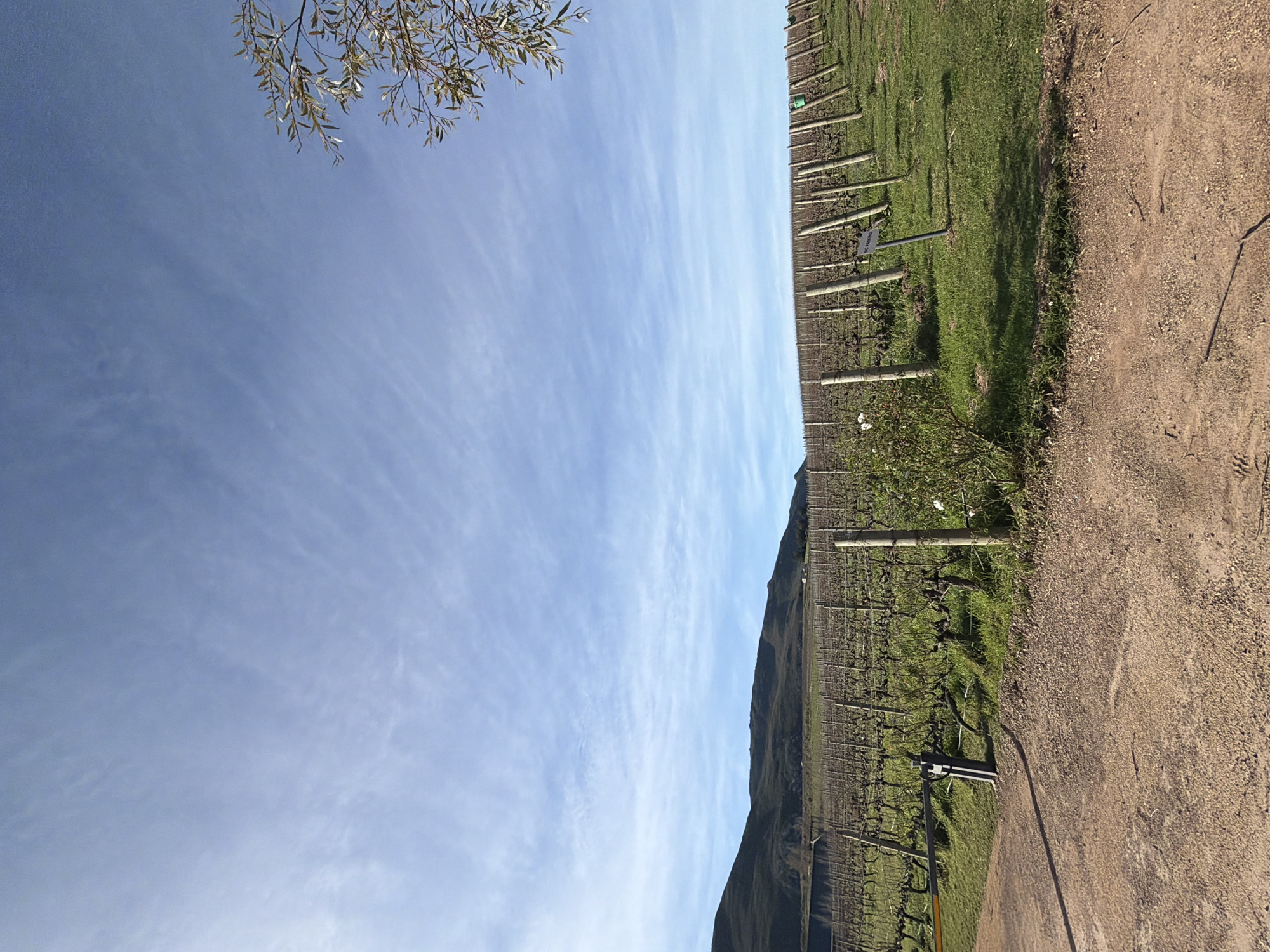 This image depicts a vineyard in Theewaterskloof Nu, South Africa, under a clear blue sky with wispy clouds. The foreground is a dirt track, leading to a barrier gate that is partially down. To the right of the gate, a grassy area borders rows of grapevines, which appear dormant, suggesting it is not peak growing season. The vines are supported by wooden posts. A small, green bush with white flowers is located in the middle ground, to the left of the rows of vines. In the distance, rolling hills form a natural backdrop to the vineyard. A few scattered buildings are visible on the horizon. A tree branch with green leaves is visible in the upper right corner of the frame.