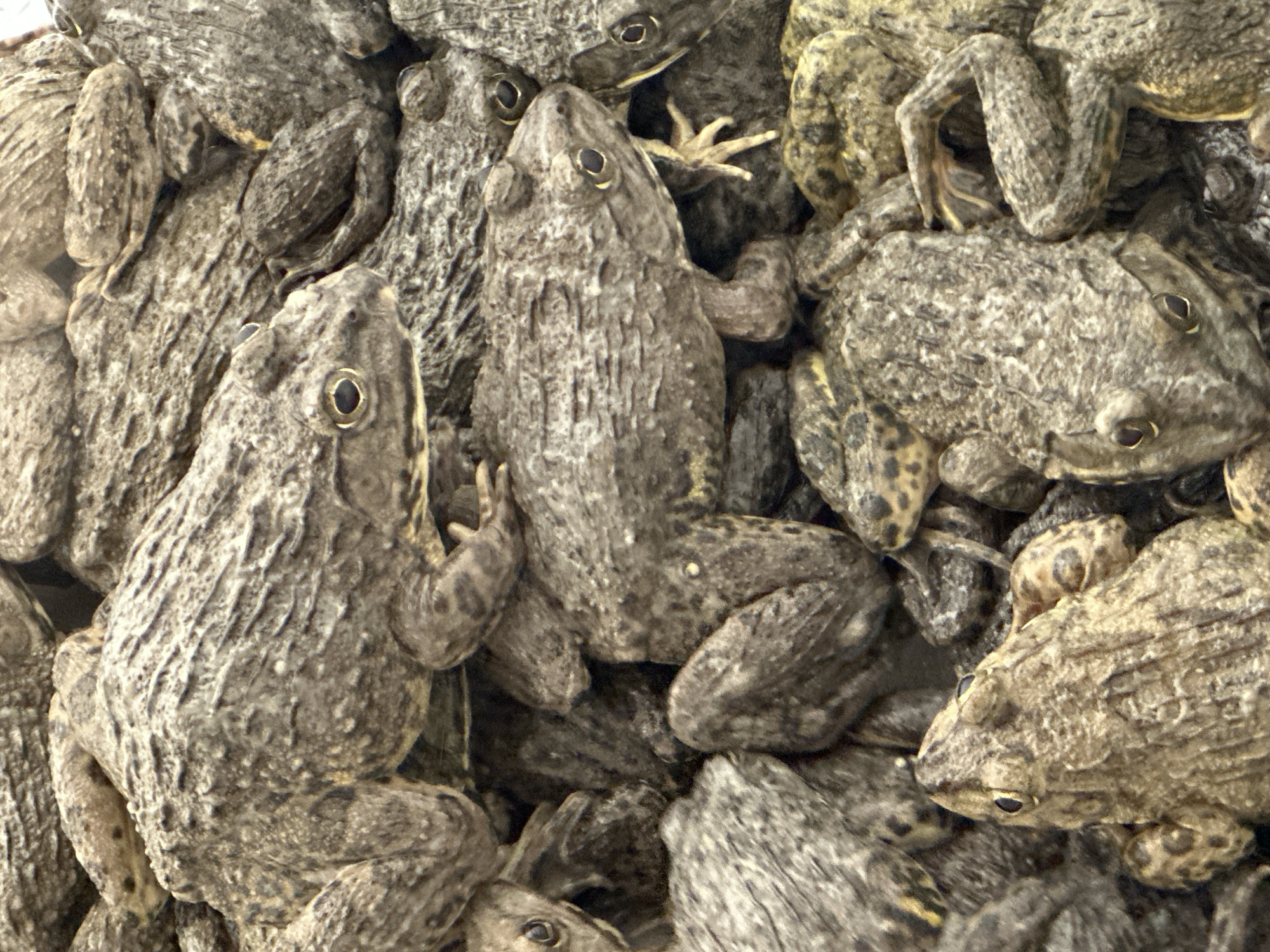 The image shows a dense cluster of frogs. The frogs are predominantly gray and brown, with textured skin. They are piled on top of each other, creating a mass of bodies. Some frogs are more visible than others. The frogs are likely a commercial or agricultural location in Bạch Đích Commune, Vietnam.