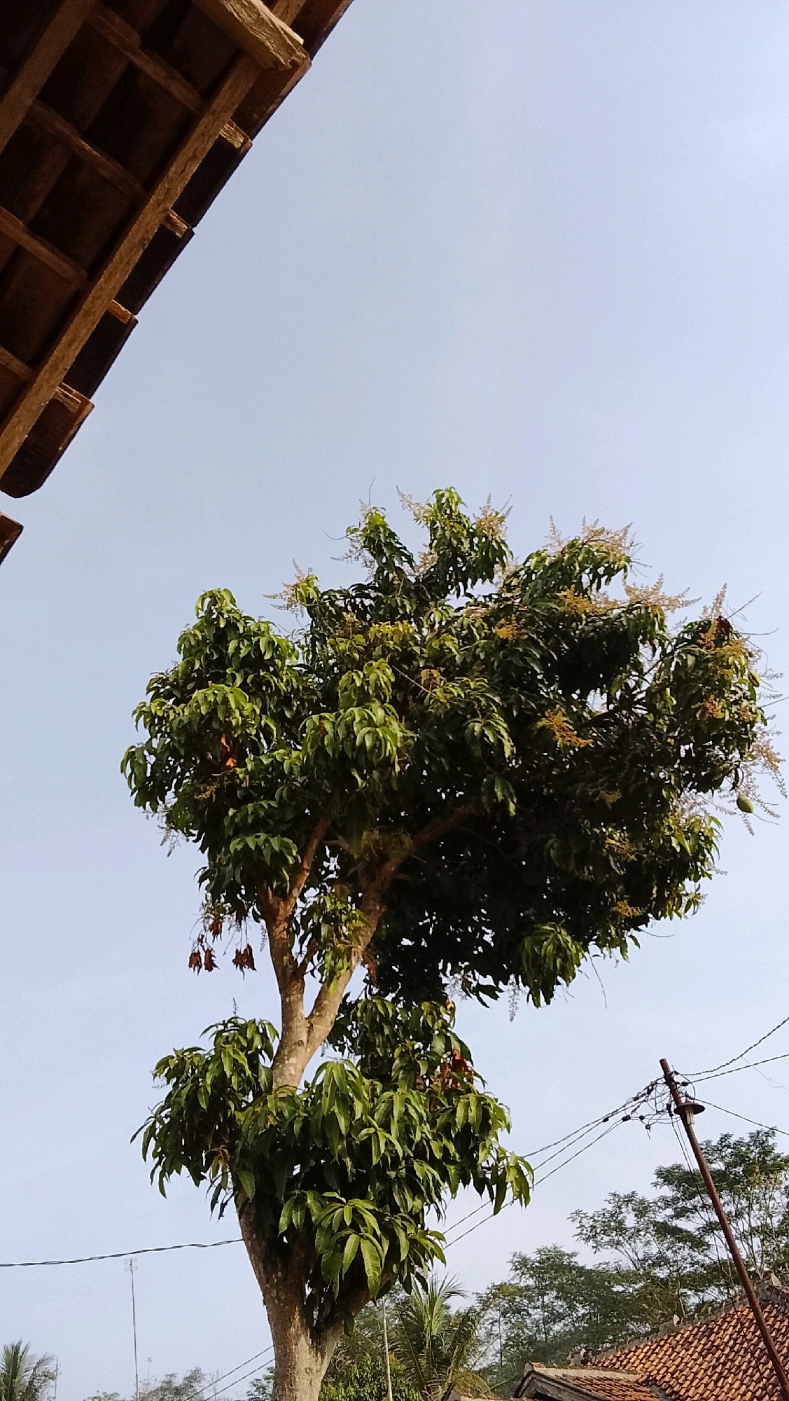A medium shot captures a mango tree in bloom against a pale blue sky in Way Melan, Indonesia. The tree, with its thick, textured trunk, branches out into a dense canopy of vibrant green leaves and delicate white blossoms. Some darker, dried leaves hang from the lower branches. To the left of the frame, the weathered wooden beams of a building's eaves are visible, suggesting a rustic dwelling. In the background, power lines crisscross the sky, supported by a rusty pole. The lower right corner of the image shows the terracotta tiled roof of a house and the tops of other trees, including palm trees, indicating a rural or semi-rural setting. The scene is illuminated by natural daylight, casting subtle shadows. There are no people or animals present in the image.