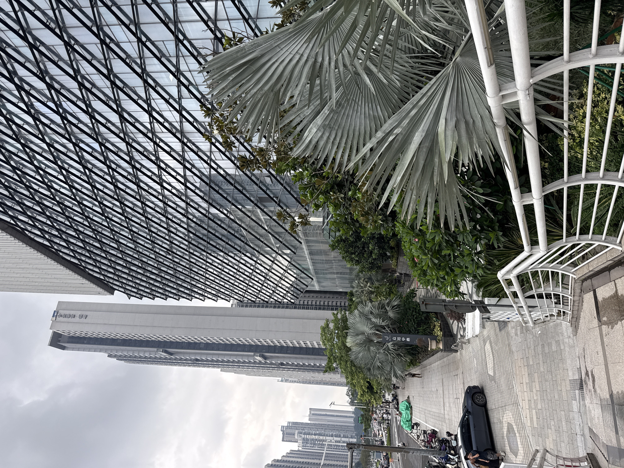 The image captures a street scene in Tianhe District, China, characterized by modern high-rise architecture and lush vegetation. Dominating the right side of the frame is a large building with a striking glass facade featuring a diagonal grid pattern. In front of this building, large, silvery-green palm fronds extend into the foreground, obscuring parts of the building and creating a naturalistic contrast with the urban environment.
To the left of the palm trees, a sidewalk paved with grey rectangular tiles runs alongside a street. The street is lined with parked motorcycles and scooters, and a dark grey sedan is visible with two people standing beside it. Further down the street, a procession of vehicles is seen, indicating moderate traffic.
Behind the sidewalk, a series of buildings rise, including several tall, slender skyscrapers with light-colored facades. One of these skyscrapers prominently displays Chinese characters and the logo "KWG". Green trees and smaller plants are interspersed between the buildings and along the sidewalk, adding a touch of nature to the cityscape. A white metal railing and staircase lead down from the foreground, suggesting a multi-level public space. The sky is overcast, contributing to a diffused, cool light.