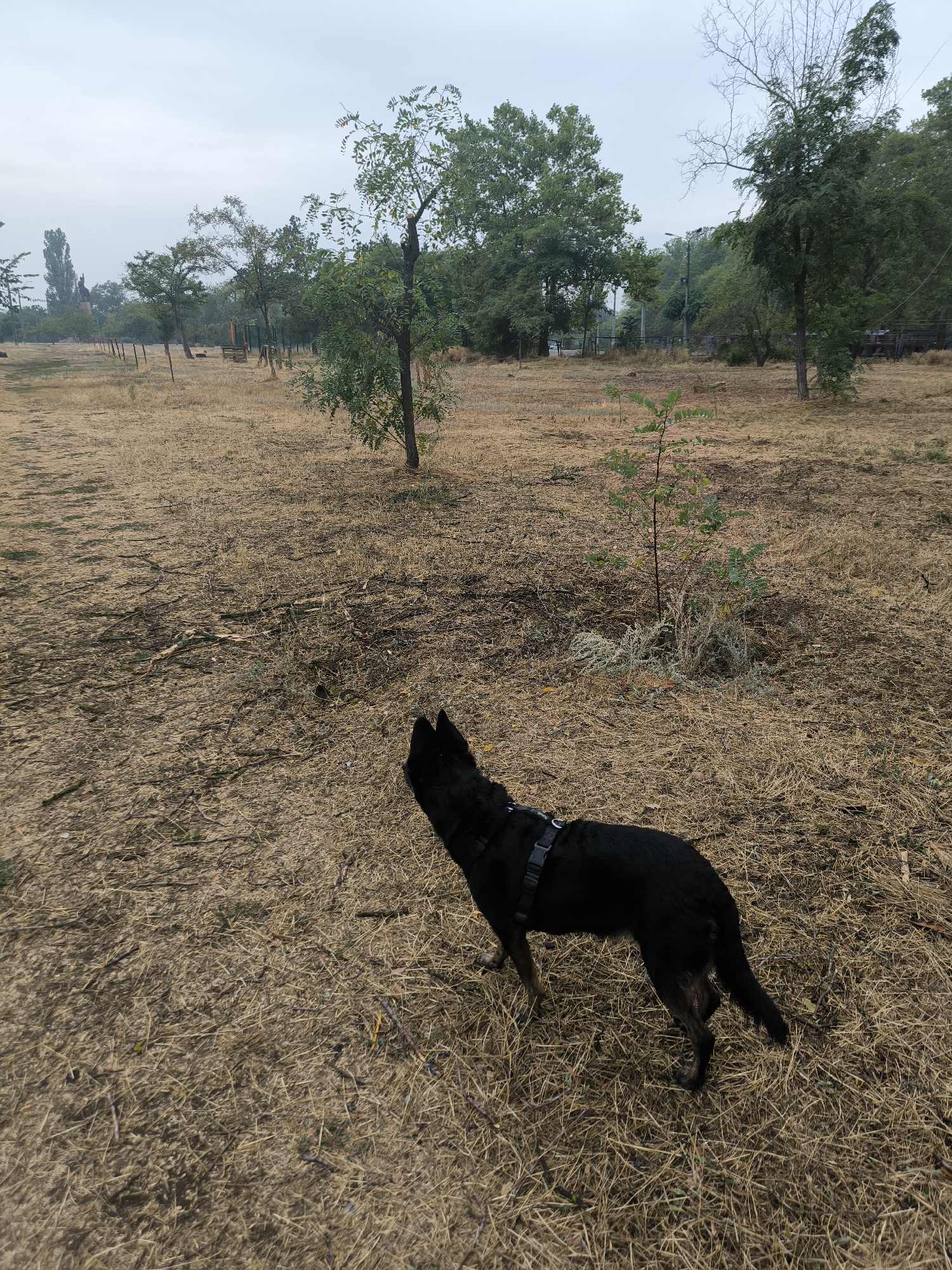 The image shows a black dog with a harness standing in a dry, grassy field. The field has scattered trees and is partially covered in fallen leaves and twigs. In the background, there is a row of thin trees, a larger tree on the right, and more trees in the distance. The sky is overcast and appears to be a hazy, pale blue. The scene depicts an outdoor, possibly park-like, environment. The exact location within Mykolaiv, Ukraine, is not determinable from the image alone.