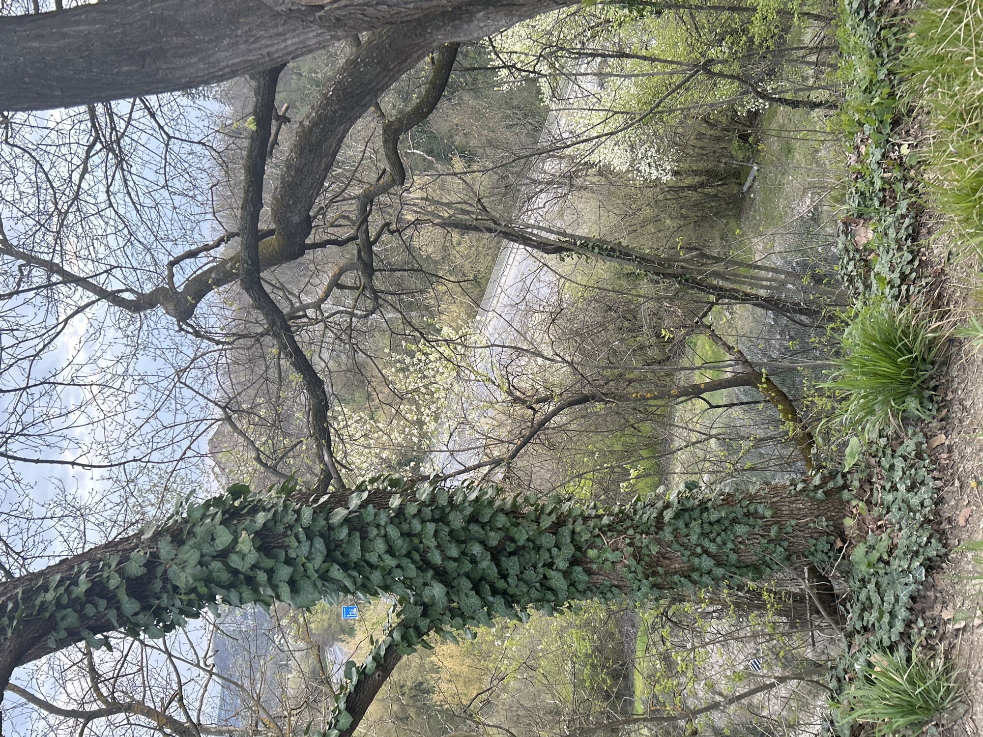 The image shows a view in Veliko Tarnovo, Bulgaria. The foreground features a tree trunk covered in ivy. Through the bare branches of surrounding trees, a bridge is visible, potentially spanning the Yantra River. There is grass on the right side of the image. The sky is visible through the upper branches.