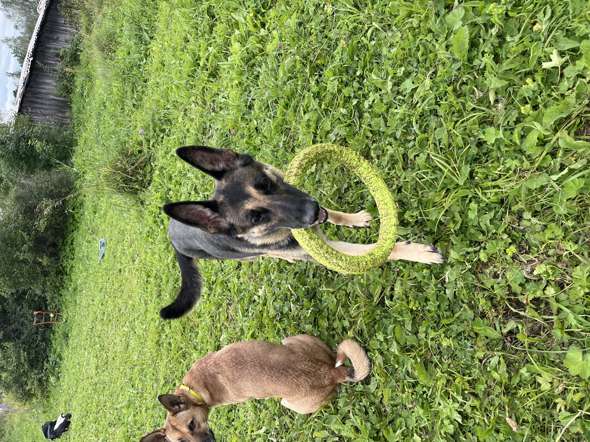 Two dogs are in a grassy yard. In the foreground, a German Shepherd is holding a bright green ring toy in its mouth. To the left and slightly behind the German Shepherd, a tan dog is sitting and looking to the left. In the background, there is a wooden building with a corrugated metal roof, dense green foliage, and a wooden structure with an orange object on it. The ground is covered in green grass and some scattered small wildflowers. The sky is overcast. The location is identified as the city of Nizhny Tagil, Russia.