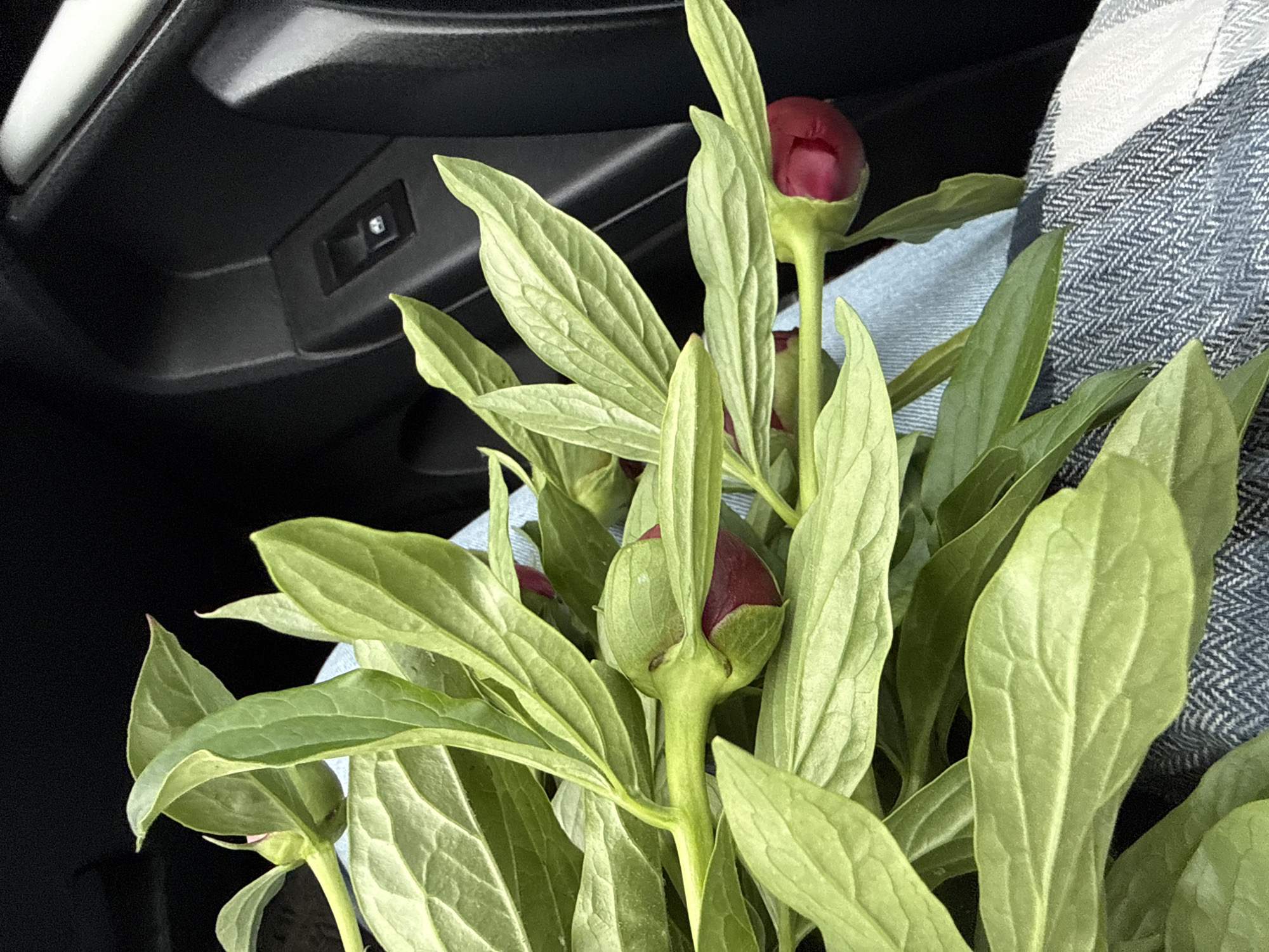 A cluster of peony buds and leaves rests against a herringbone patterned surface, with an automobile interior visible in the background. The photograph does not provide sufficient information to confirm the location as Chaikovsky, Russia.