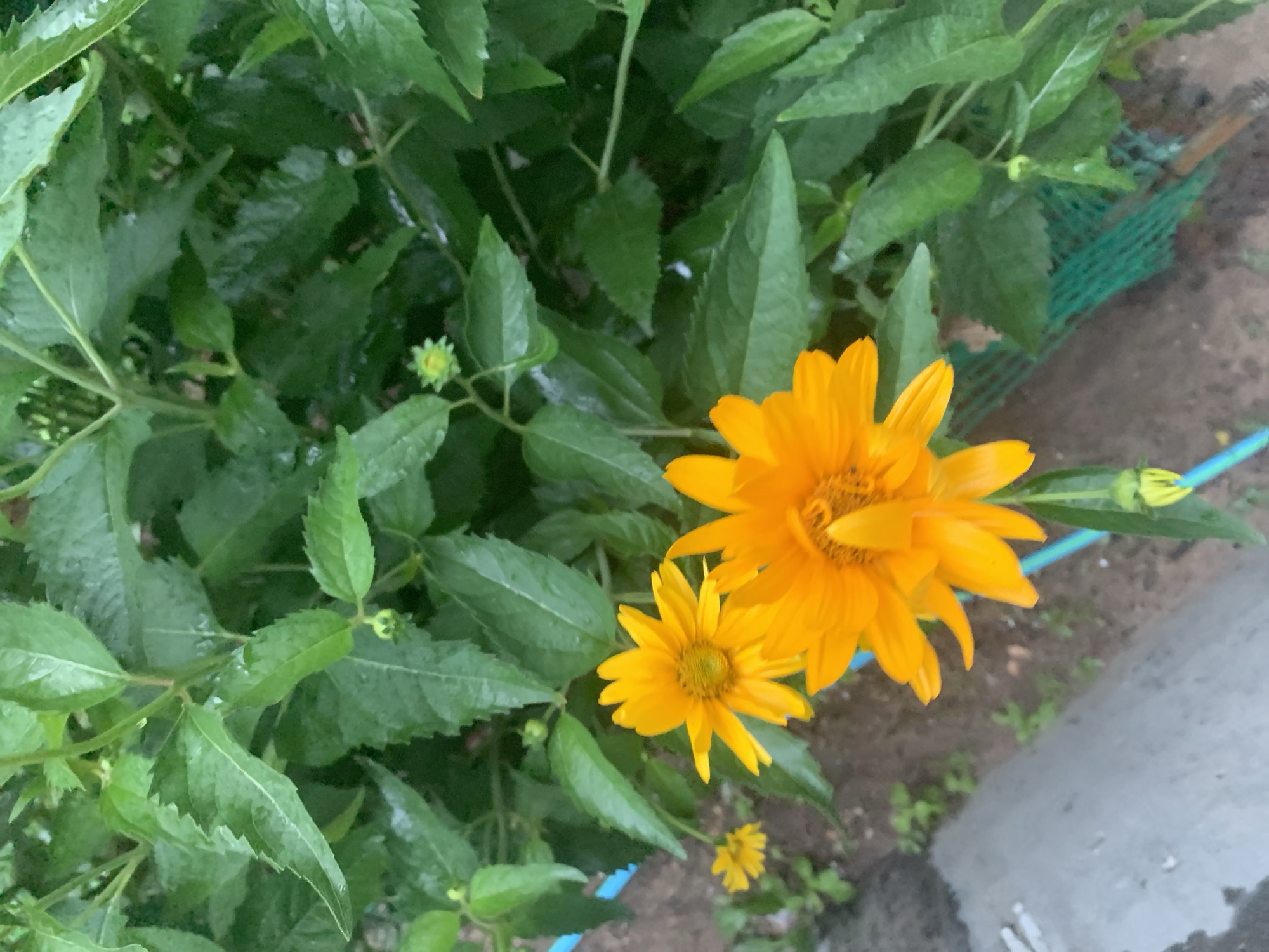 This is a close-up, top-down shot of several bright yellow daisy-like flowers with green foliage. The flowers are the primary subjects, with one large, fully bloomed flower taking up a significant portion of the frame. To its lower right, a smaller, but still open, flower is visible. In the background, there are more green leaves, suggesting a garden or natural setting. A hint of a green mesh fence and a grey concrete surface are visible on the right side of the image, indicating a border or pathway. There are no people or visible text. The lighting suggests it could be daytime, possibly overcast or after rain, as the leaves appear wet and slightly reflective. The overall mood is natural and serene.