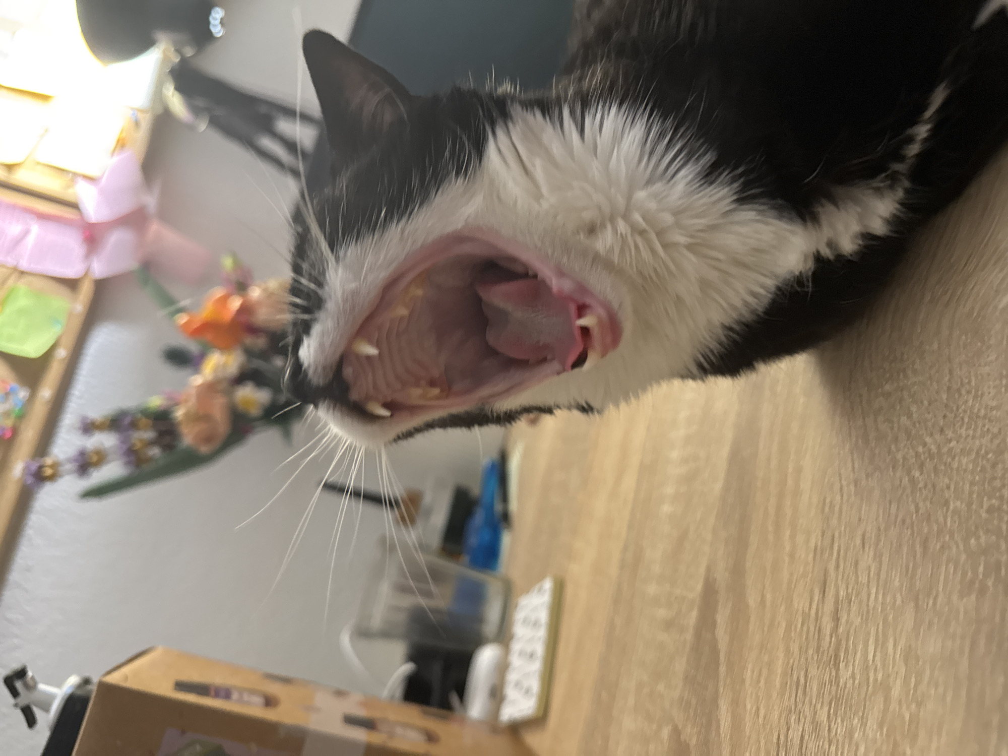 A close-up, medium shot captures a black and white cat yawning widely, revealing its pink tongue, sharp teeth, and the back of its throat. The cat is positioned on a light-colored wooden surface, possibly a desk. In the blurred background, a bouquet of flowers in shades of purple, orange, and peach is visible, along with a few other objects that are difficult to identify due to the shallow depth of field. The lighting suggests an indoor setting, likely during the daytime. The scene is not indicative of any specific location within the city of Castelo Branco, Portugal, or any other city.