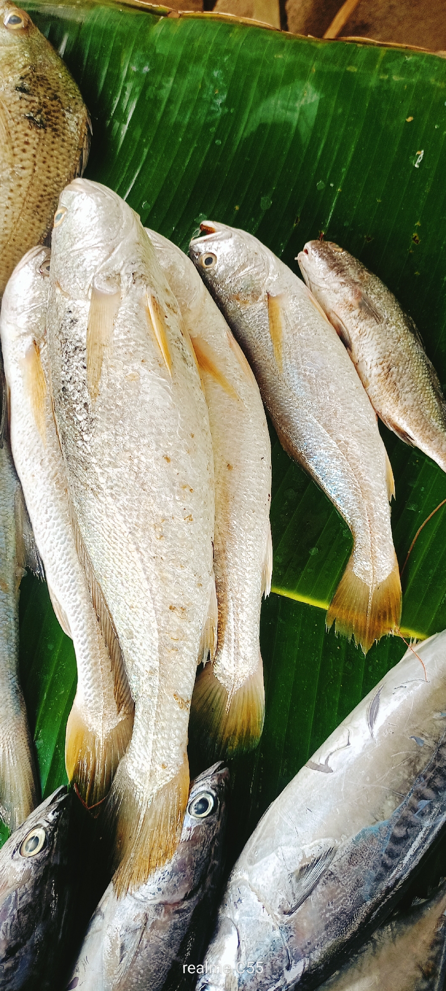 A close-up, overhead view captures a selection of fresh fish displayed on a large, vibrant green banana leaf, likely at a market in Lhokseumawe, Indonesia. The fish, of various sizes and species, are arranged predominantly in the center of the frame. Several larger, silvery fish with visible scales and yellowish fins dominate the foreground, their bodies angled across the leaf. Smaller, darker fish with intricate scale patterns are also present, some overlapping the larger ones. The textured surface of the banana leaf serves as a natural backdrop, its prominent veins adding a subtle visual element. The lighting appears natural, casting a soft glow on the fish. The overall impression is one of freshness and abundance, typical of a local seafood market.