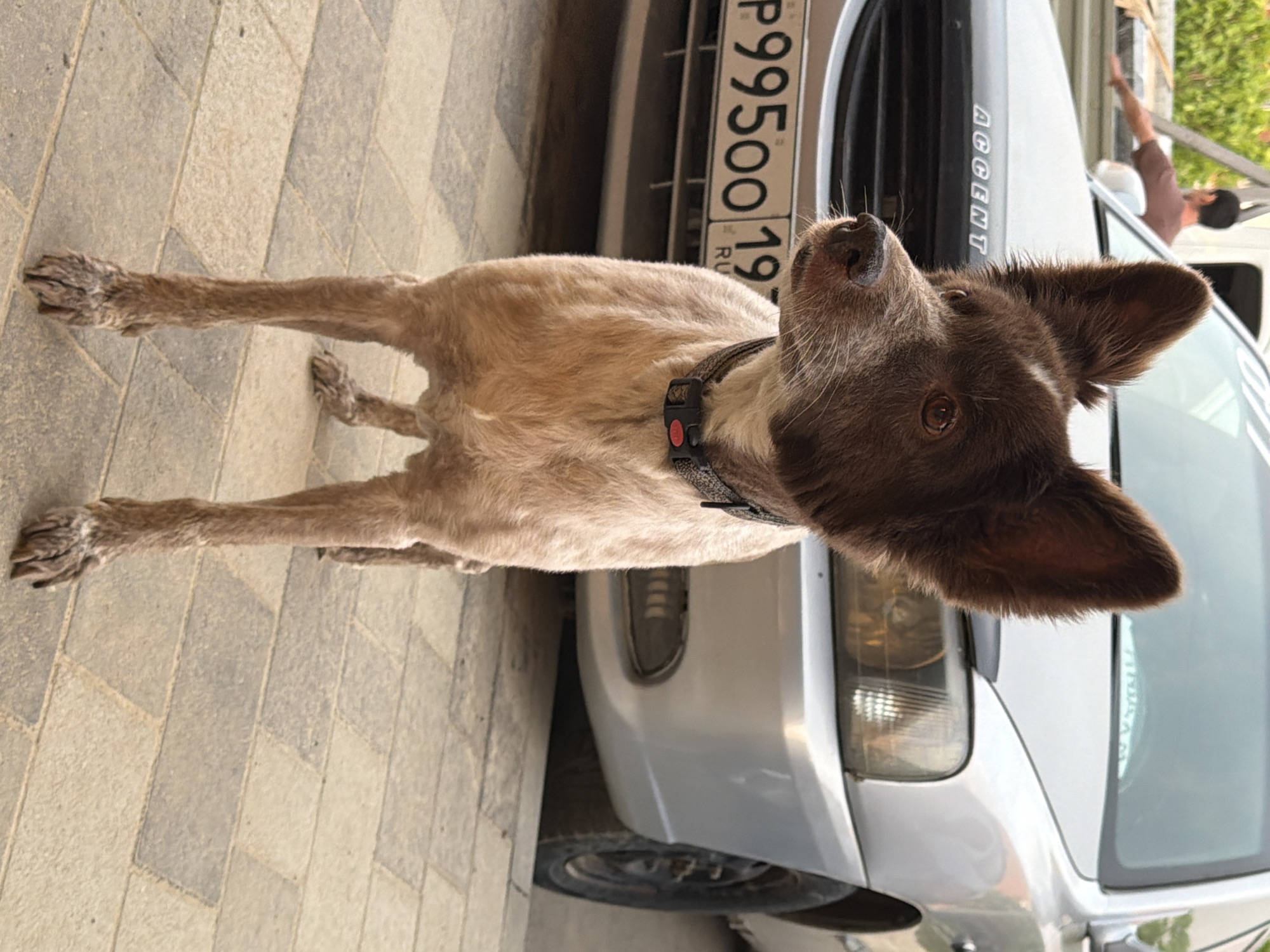A medium-sized dog with light brown fur on its body and dark brown fur on its head and ears stands on a paved surface next to a silver car. The car’s license plate, partially visible, reads "P950OO19," which indicates registration in Russia. The car has "ACCENT" on the hood. A person is partially visible inside the car. The location appears to be outdoors, likely in an urban or residential area of Krasnodar, Russia.