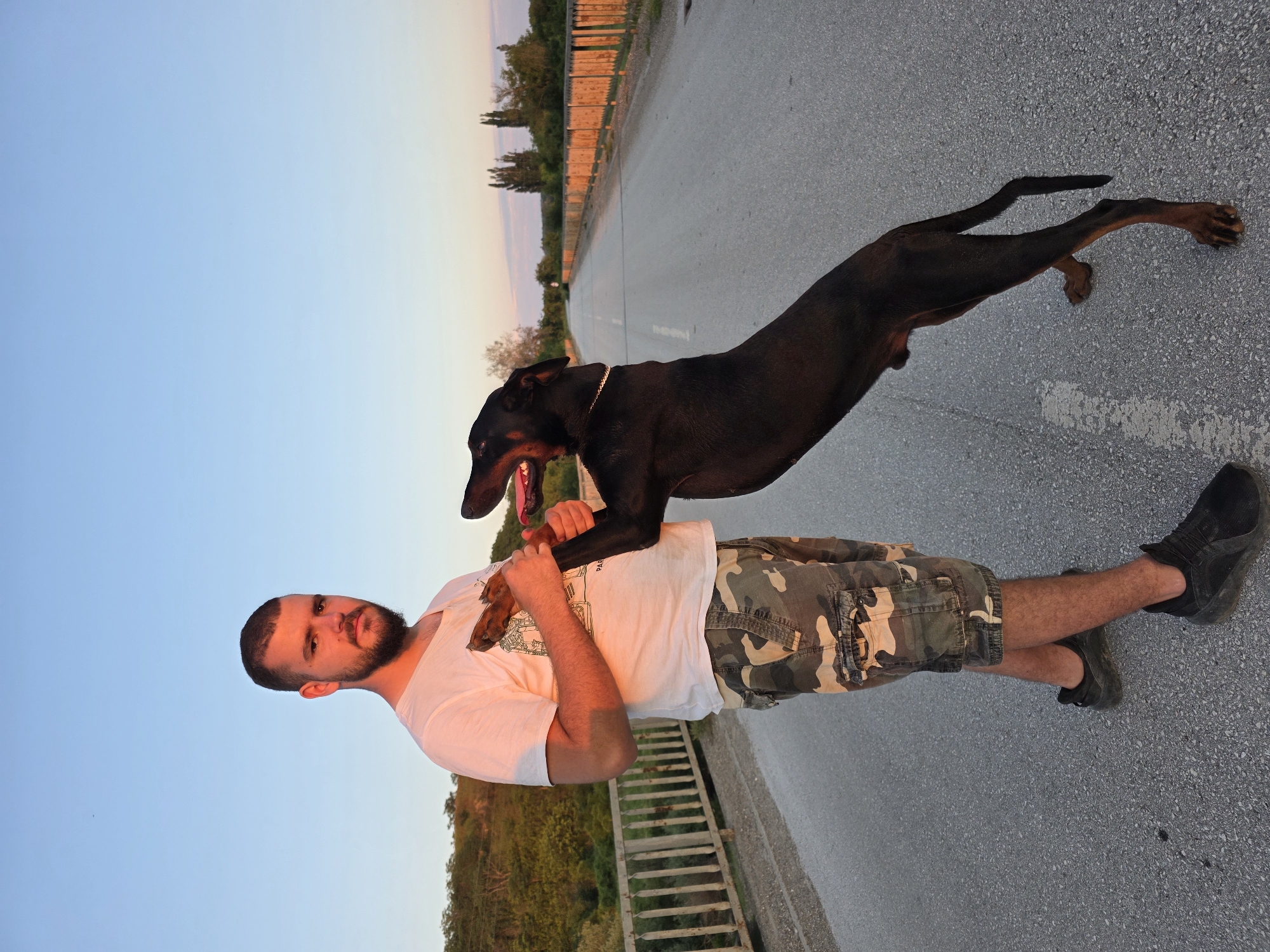 A man and a black Doberman Pinscher are captured outdoors on what appears to be a paved road or bridge during the golden hour (either sunrise or sunset). The sky above is clear, displaying a gradient from light blue to a pale orange-pink hue near the horizon.
The man, positioned on the left side of the frame, is a young adult with a beard and short dark hair. He is wearing a plain white short-sleeved t-shirt, camouflage cargo shorts, and dark sneakers. A partial word, "PAR," is faintly visible on his t-shirt. He is holding a stick or a piece of wood with both hands, looking towards the camera with a neutral to slightly smiling expression.
The Doberman Pinscher, dark-colored with some lighter brown markings on its chest and legs, is actively interacting with the man. It is standing on its hind legs, with its front paws resting on the man's chest and shoulders. The dog's mouth is open, revealing its tongue, suggesting excitement or playfulness. It wears a thin, light-colored collar around its neck.
The setting includes a wide paved road, possibly a highway or bridge, extending into the background. A wooden or metal barrier runs along one side of the road, behind which trees and foliage are visible. The overall lighting is soft and warm, casting a gentle glow on the subjects and surroundings.