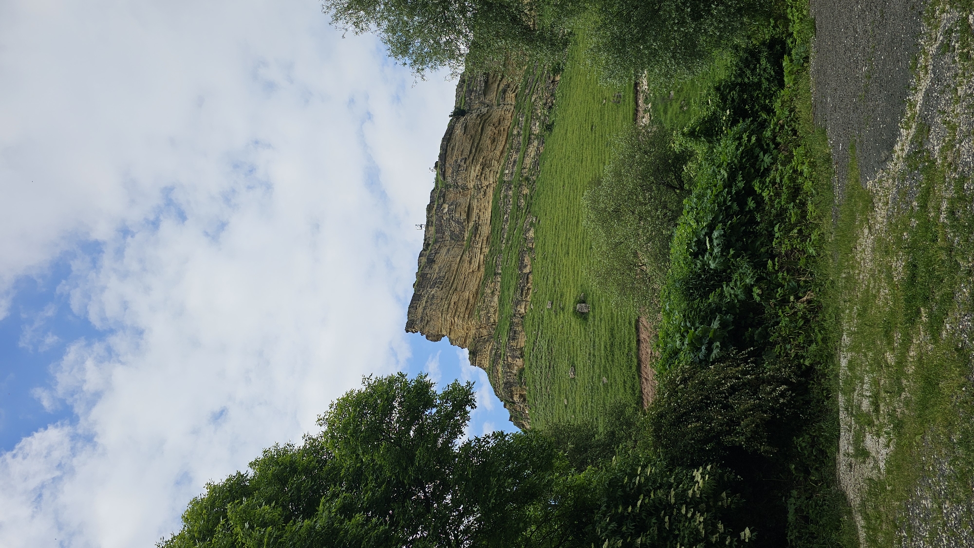 The image shows a dramatic cliff face, likely a geological formation, rising from a lush green grassy slope. The cliff is layered with bands of yellow and brown rock, exhibiting signs of erosion. At the very top of the cliff, two small, dark figures are visible, possibly humans or structures. The slope below the cliff is covered in short, vibrant green grass, with a few scattered rocks. A dirt path or road is visible cutting horizontally across the lower part of the slope. The foreground is dominated by dense green foliage, with large-leafed plants and trees forming a natural border. The ground in the immediate foreground is a mix of gravel and grass. The sky above is a bright blue with scattered white cumulus clouds. The scene appears to be a natural landscape, likely a park or a hiking area, given the presence of a path. The image is taken from a low angle, emphasizing the scale of the cliff. The overall impression is one of natural beauty and rugged terrain.