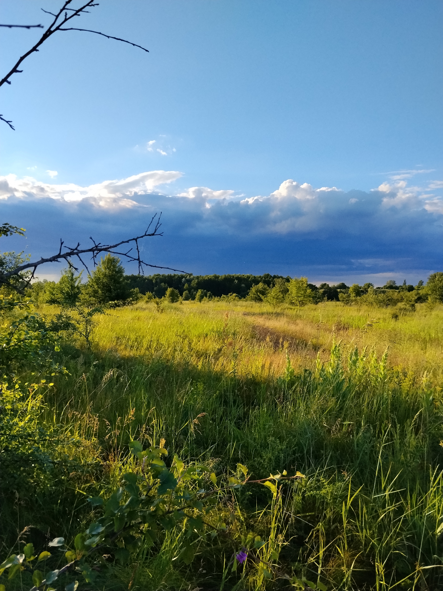 An outdoor, low-angle, vertical shot depicts a field of tall, green grass on a sunny day in Ustyvytsia, Ukraine. The sky above is a vibrant blue with scattered, fluffy white clouds and darker, stormy clouds on the horizon. In the foreground, a leafless tree branch extends from the left side of the frame, casting a shadow over the field. The field is mostly open with some scattered trees and bushes. A faint dirt path winds through the grass towards the tree line. The overall impression is one of a peaceful, natural landscape.