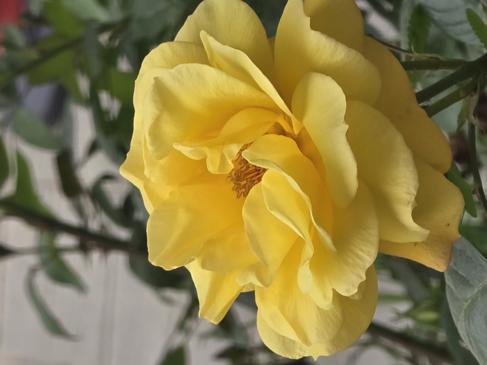 A close-up shot reveals a vibrant yellow rose in full bloom. The rose's petals are tightly packed and arranged in a swirling pattern, with hints of brown-orange at the center. Green leaves and stems provide a muted backdrop to the bright flower. The location is Unknown, Unknown.