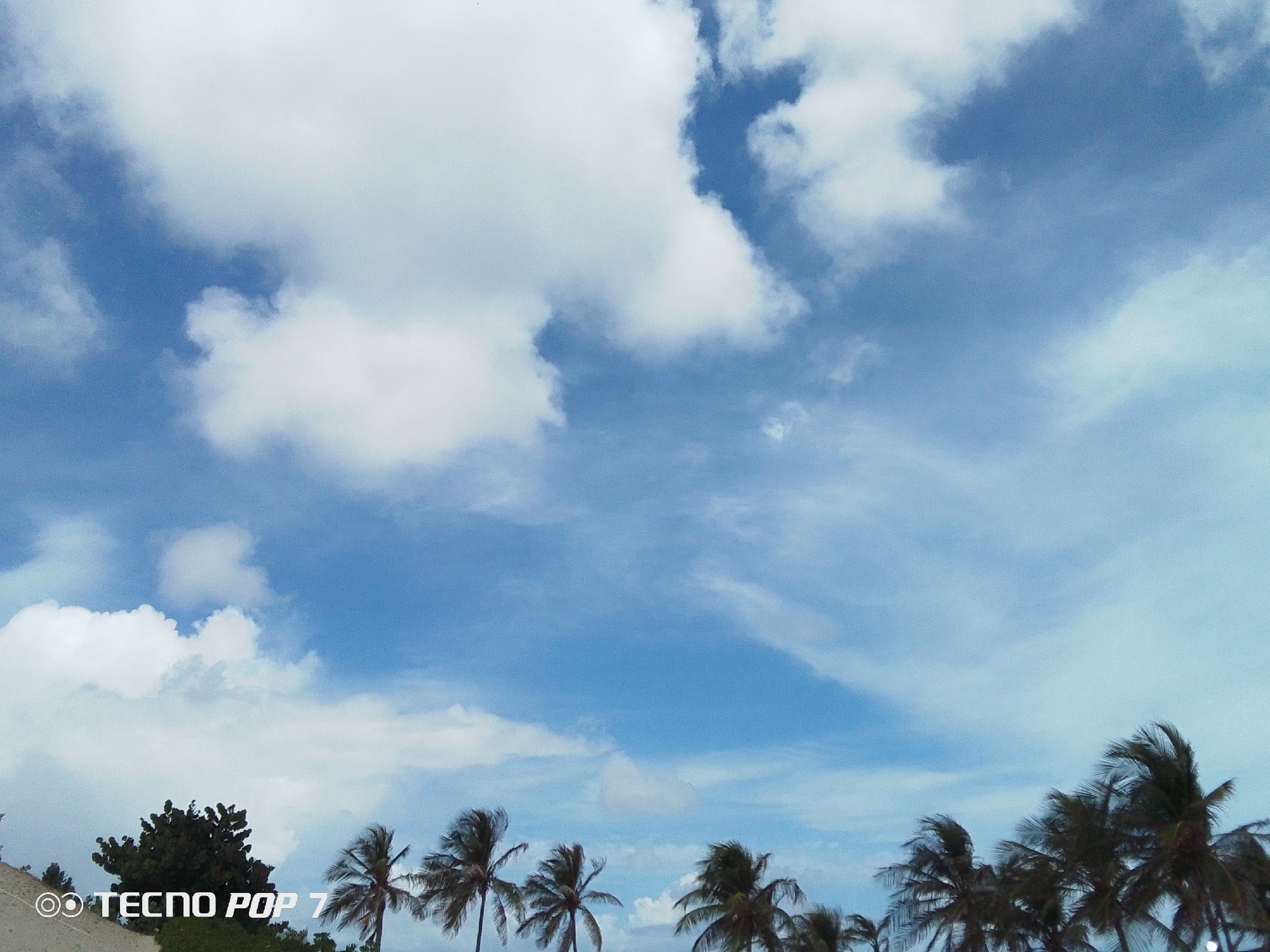 The image is a landscape of palm trees and a non-specific tree, against a blue sky filled with white clouds. The lower left corner contains the words "Tecno Pop 7" as the camera model used to take the picture. Based on the location of the image, it is most likely that the image was taken in or near Pedro González, Venezuela. No people are visible in the picture.