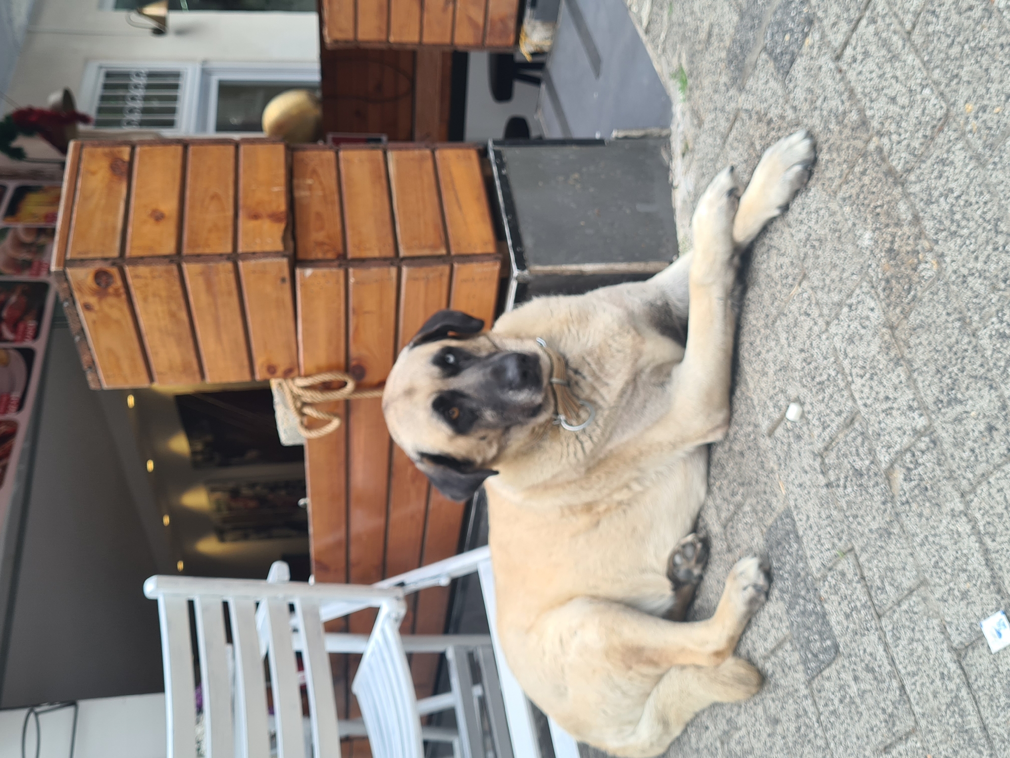 A tan Anatolian Shepherd dog lies on a paved area near a business in Kadıköy, Turkey. The dog has black around its eyes, ears, and muzzle, and wears a collar. The background includes wooden structures, a white chair, and an exterior wall of a building. The pavement consists of small grey rectangular blocks.