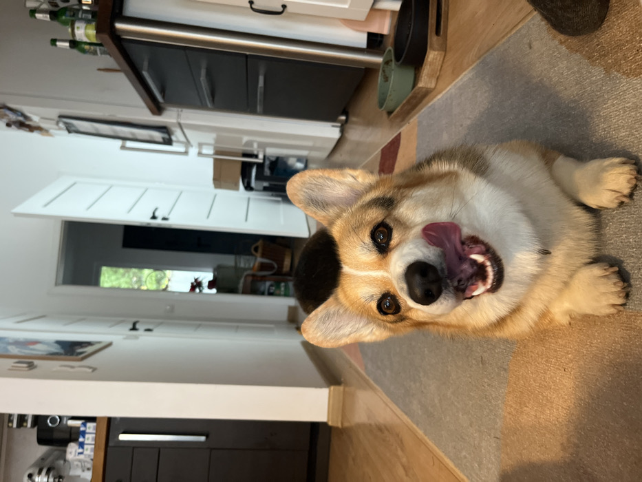 A tri-color Pembroke Welsh Corgi, predominantly tan and white with black markings, lies on a multi-colored rug in an indoor residential hallway located in Obermoschel, Germany. The dog's mouth is open, its pink tongue curled upward and extended, actively licking its snout. Its eyes are wide, gazing forward.
To the left, a dark kitchen counter with silver appliances and white packaged items is visible. Adjacent to it, a light-colored wall displays mounted decorations. The hallway extends into the background, revealing two white, paneled doors with dark handles. The leftmost door is closed. The rightmost door is partially ajar, offering a view into another room containing a window that shows green foliage and a wicker basket. To the right of the dog, dark kitchen cabinetry with a wooden countertop holds several green bottles and other containers. On the floor beside these cabinets, a wooden tray contains two pet bowls, one green and one dark. The floor transitions from wood laminate to the rug on which the dog rests.